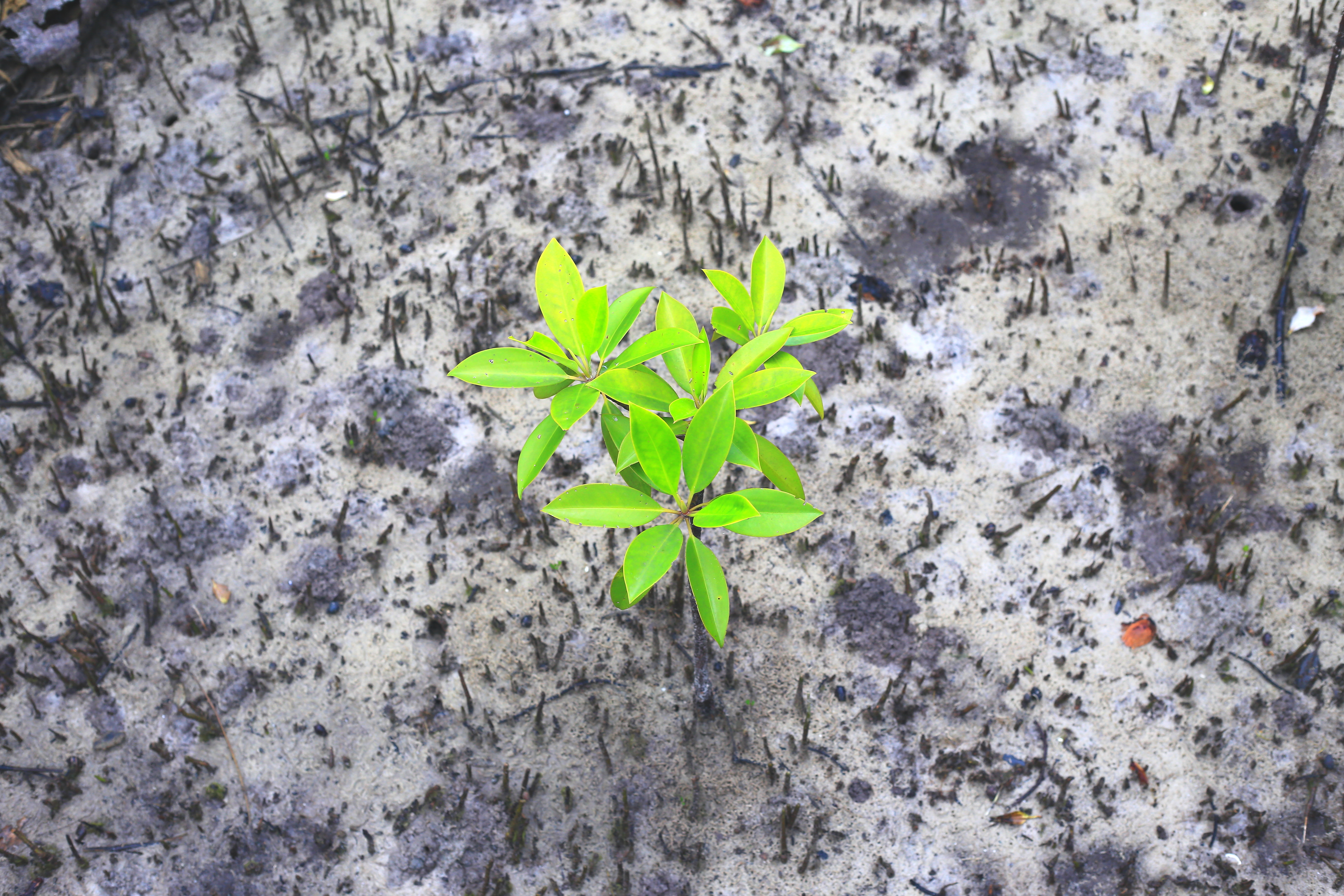 Maritimen Umweltschutz als Citizen Science aktiv gestalten und im Forschungsteam als Student und Praktikant erleben und die Umwelt schützen