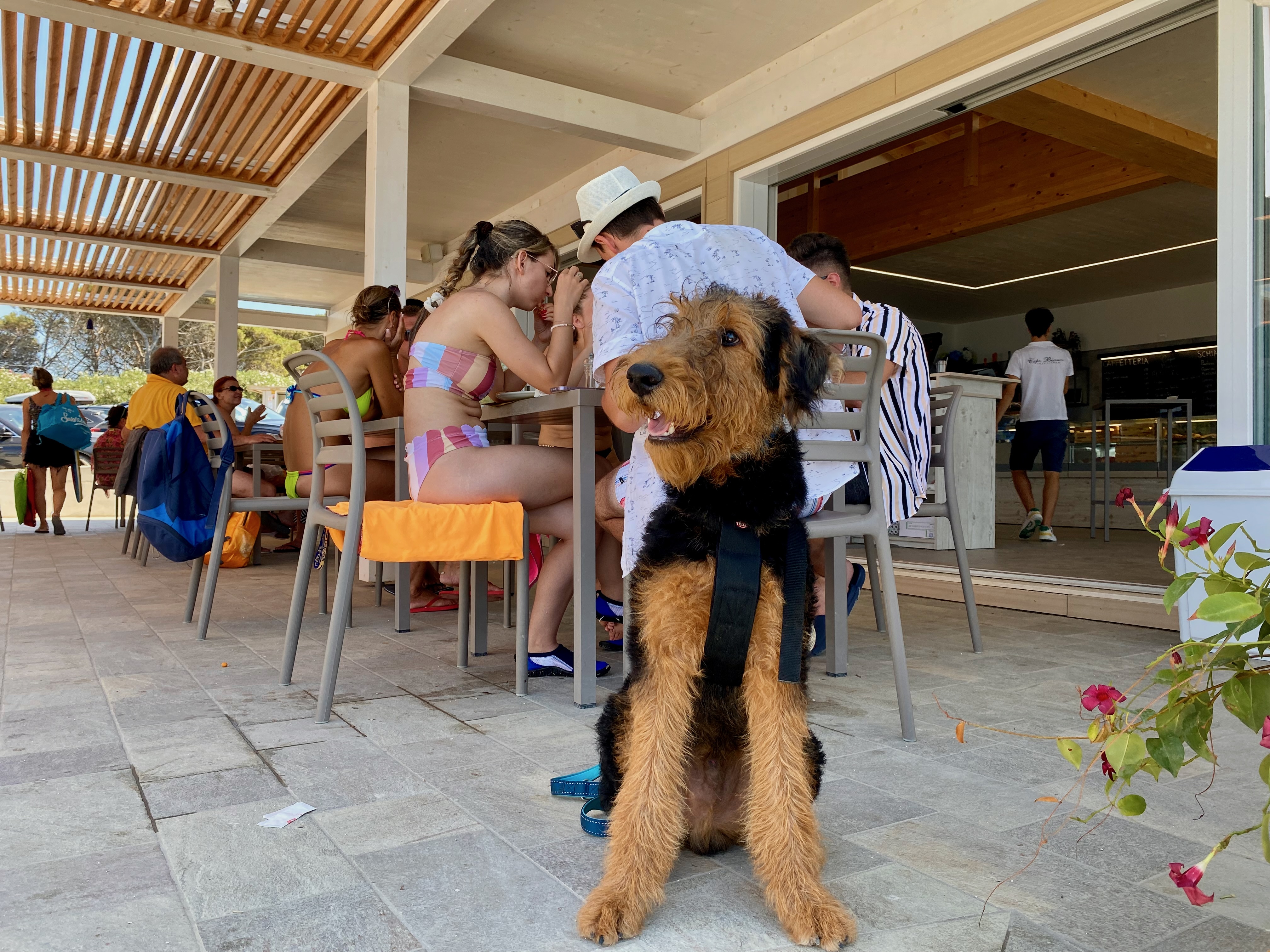 Hund sitzt im Restaurantbereich an Bord bei Gästen - Leistungen für Hunde an Bord im Reise-Spezialpaket