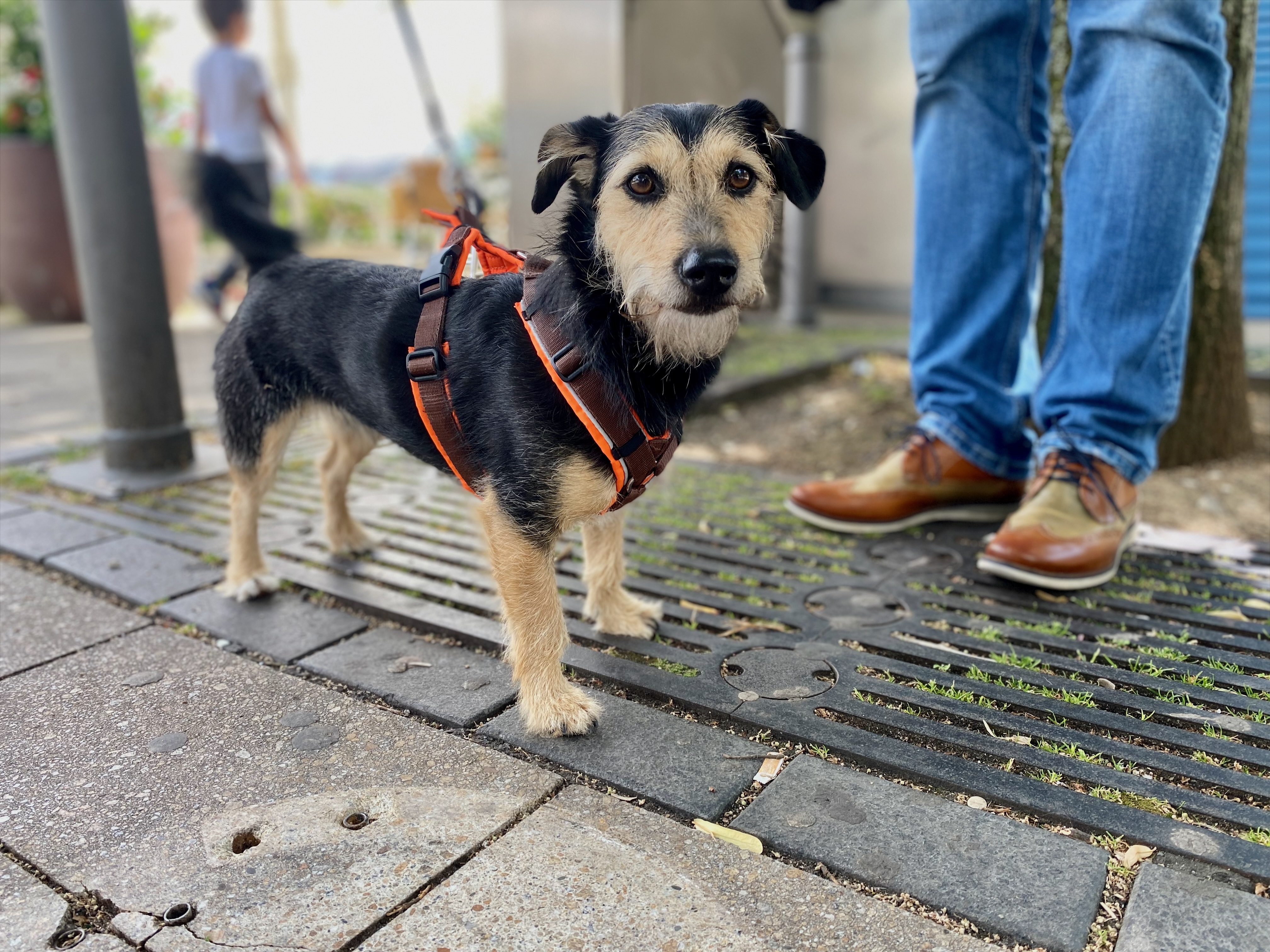 Hund mit Geschirr an der Leine vor der Reise - Vorbereitung für Leistungen für Hunde an Bord im Reise-Spezialpaket