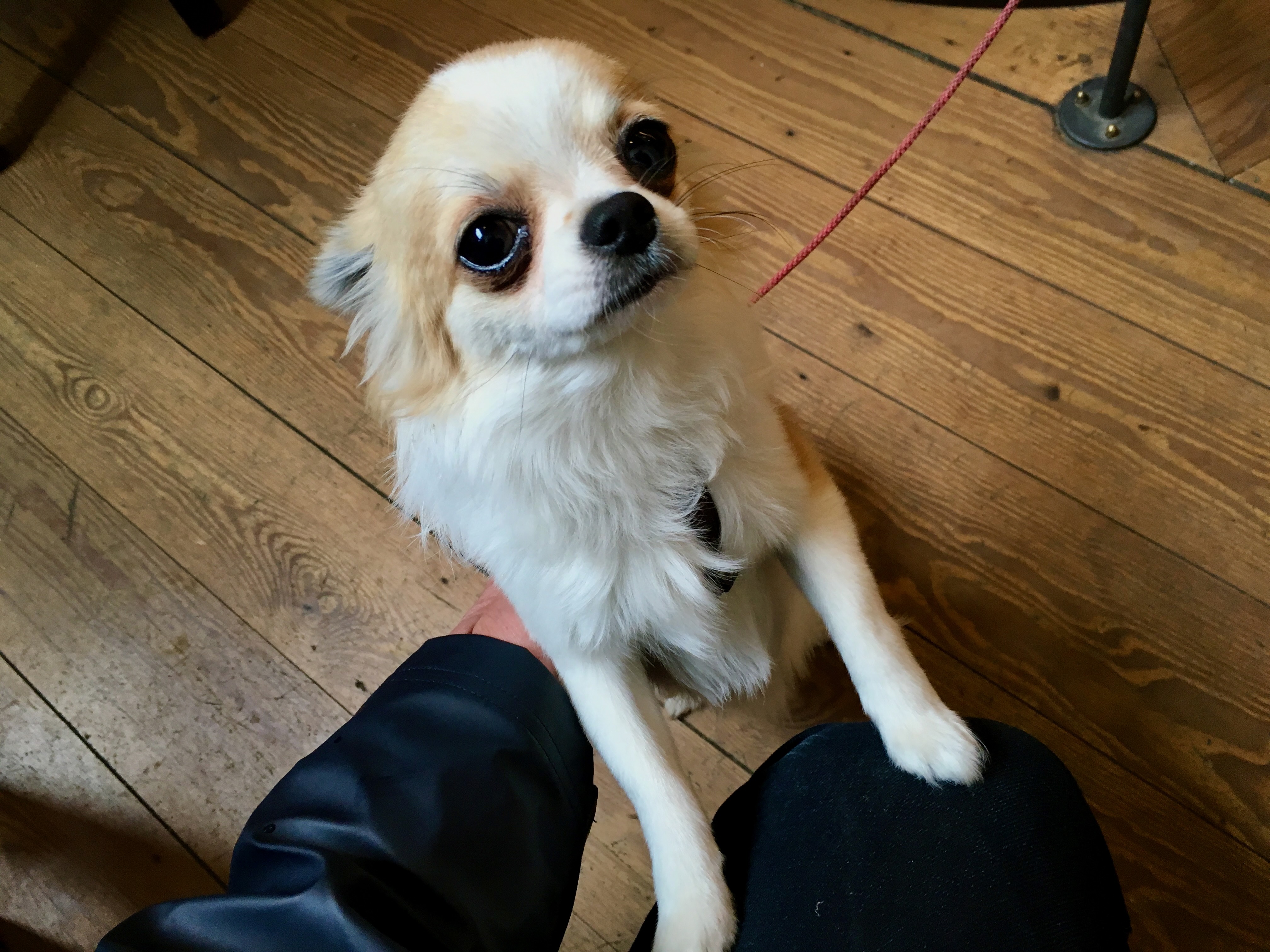 Kleiner Hund sucht Kontakt zu Halter an Bord - Beispiel für Hundebetreuung an Bord im Reise-Spezialpaket