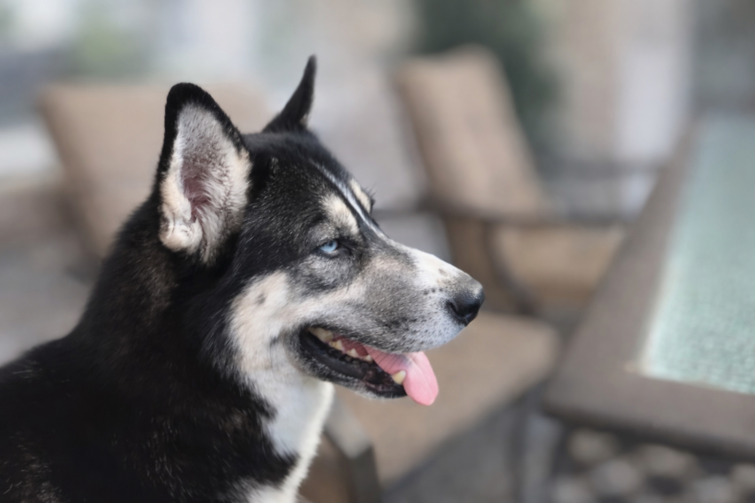 Husky mit unscharfem Hintergrund - ruhiger Aufenthalt durch Leistungen für Hunde im Reise-Spezialpaket