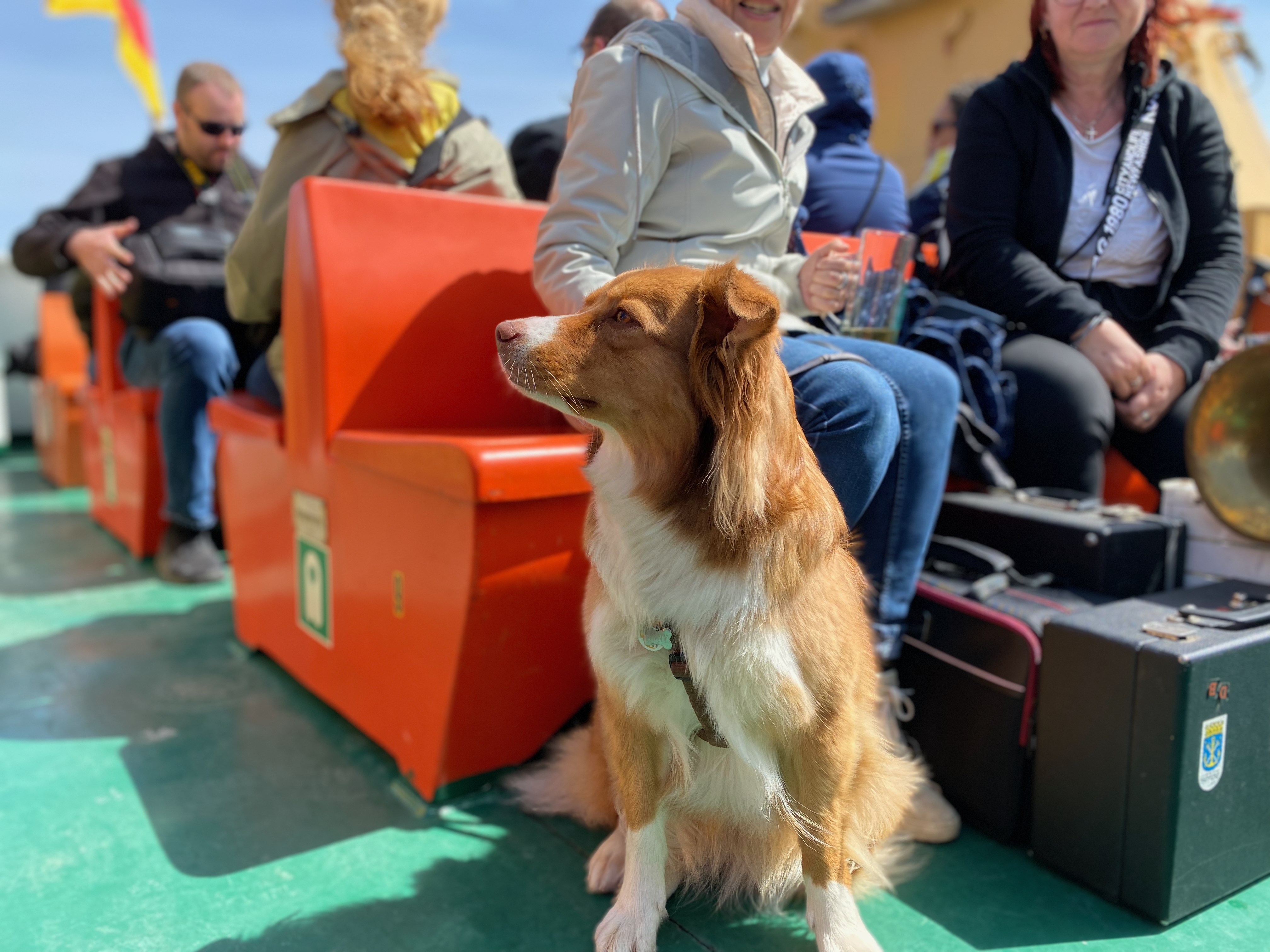 Hund mit Besitzern an Bord während einer Reise - Leistungen für Hunde an Bord im Reise-Spezialpaket mit Betreuung und Services