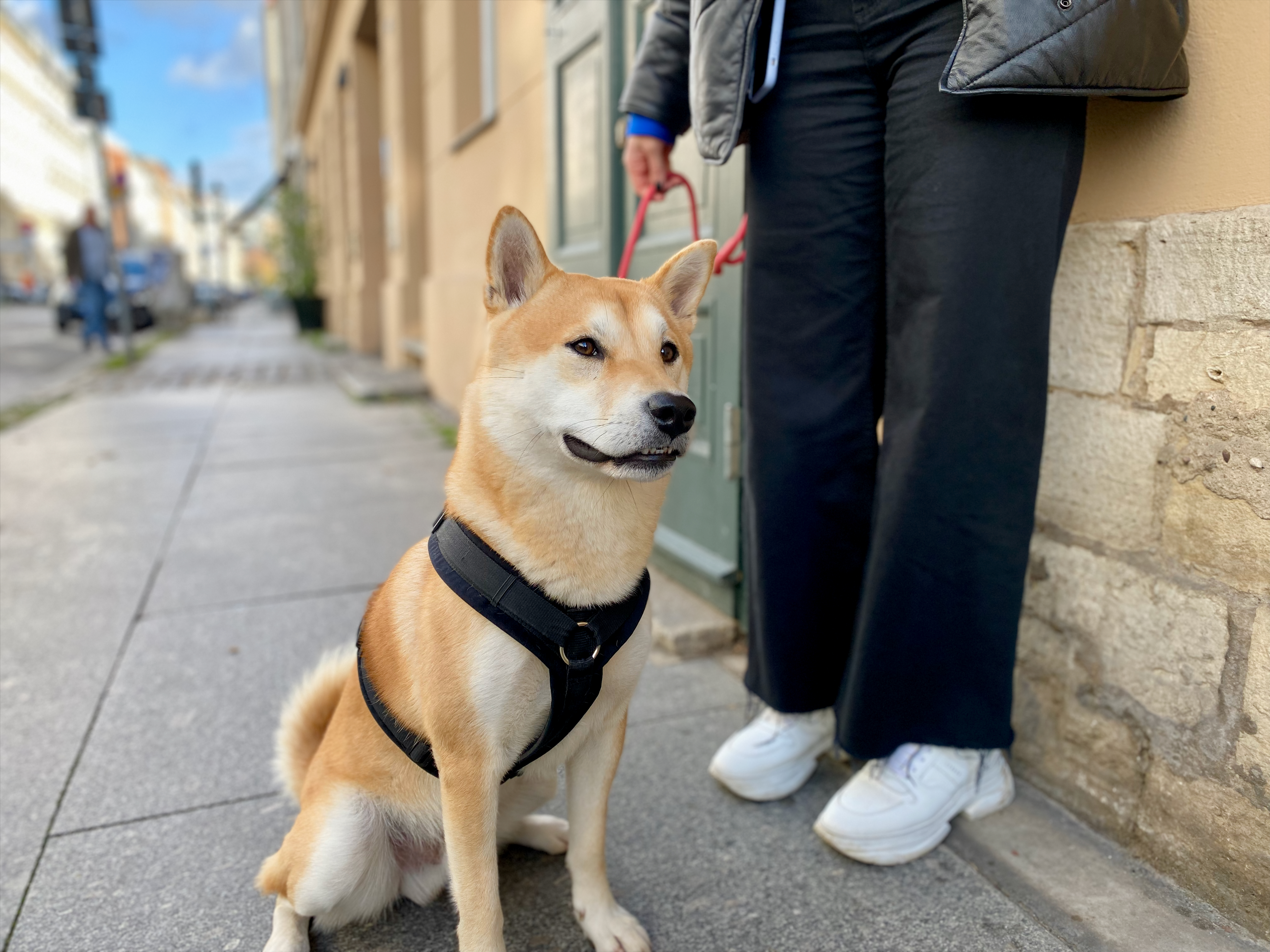 Hund sitzt ruhig an der Leine neben seinem Besitzer in der Stadt - Vorbereitung und Gewöhnung vor einer Reise hilft gegen Seekrankheit bei Hunden