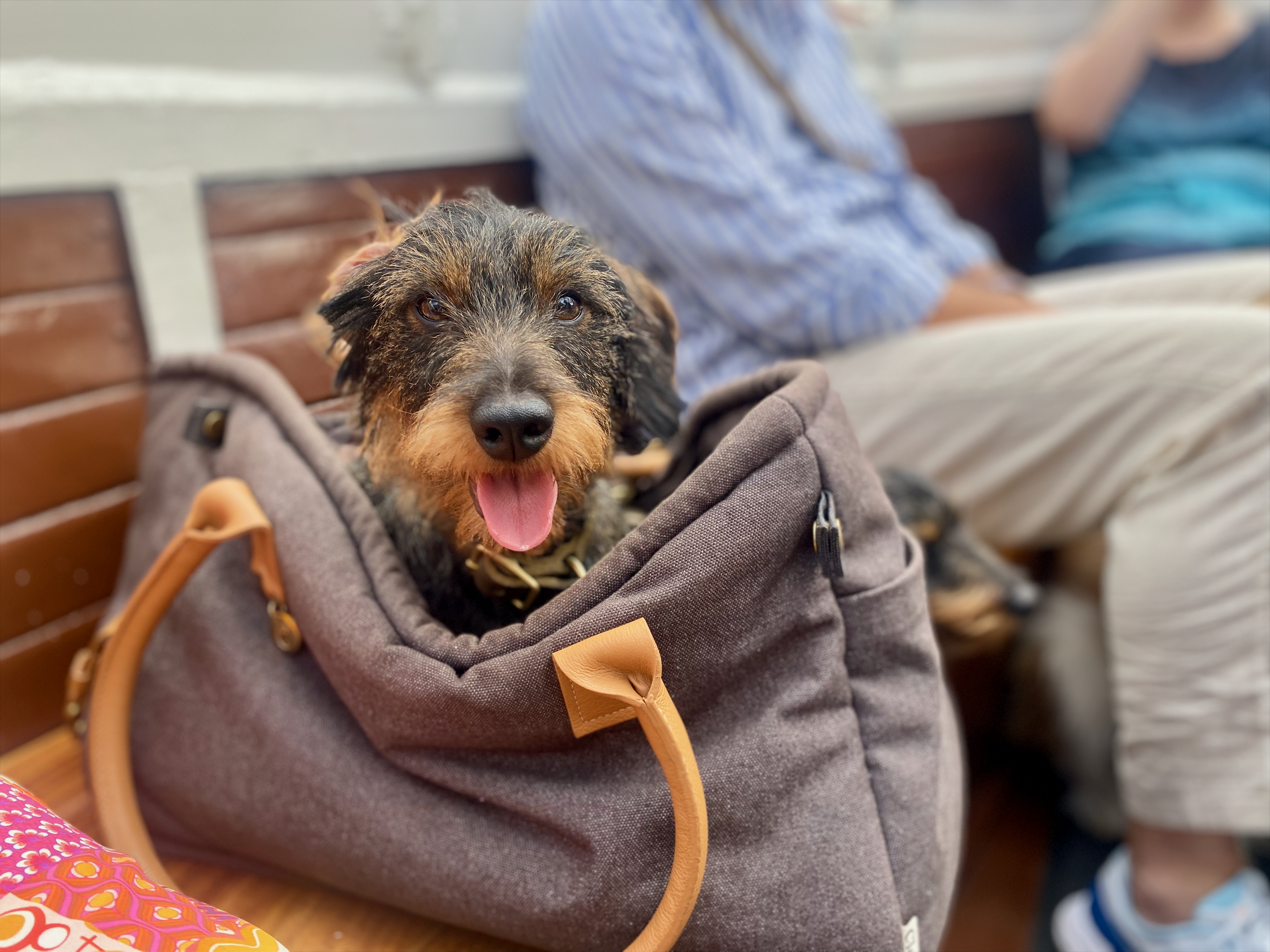 Hund sitzt an Bord in Tasche und zeigt typische Anzeichen von Seekrankheit - Symptome wie Unruhe und Hecheln bei Hunden auf Reisen