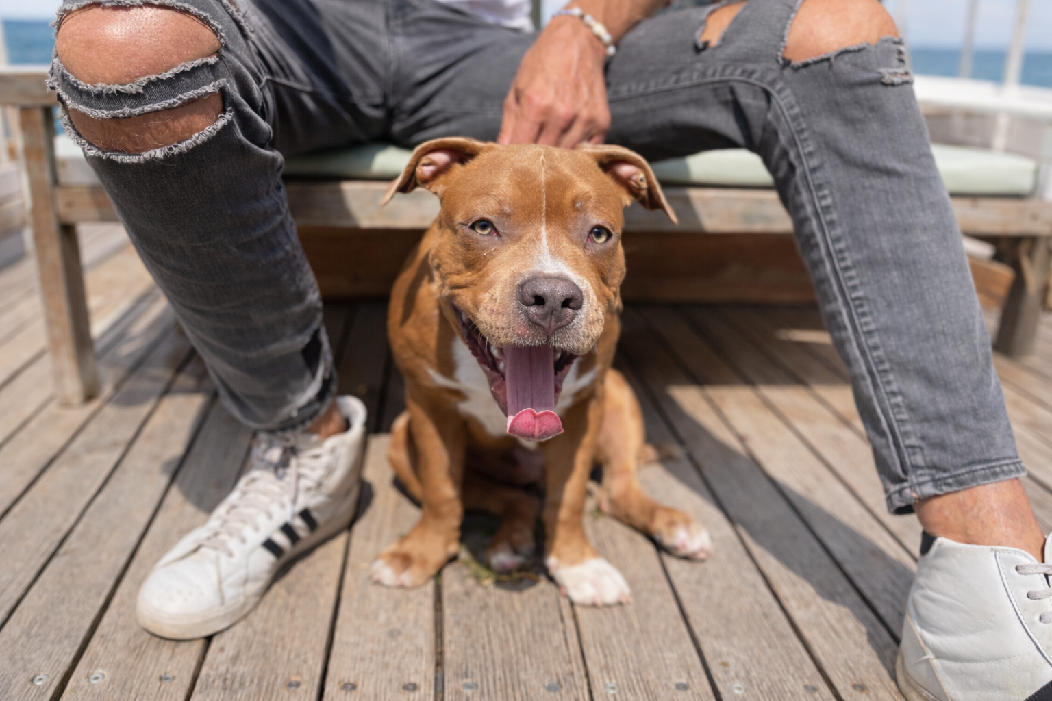 Hund sitzt an Bord zwischen seinen Besitzern und zeigt mögliche Anzeichen von Seekrankheit wie Gähnen und Hecheln während der Reise