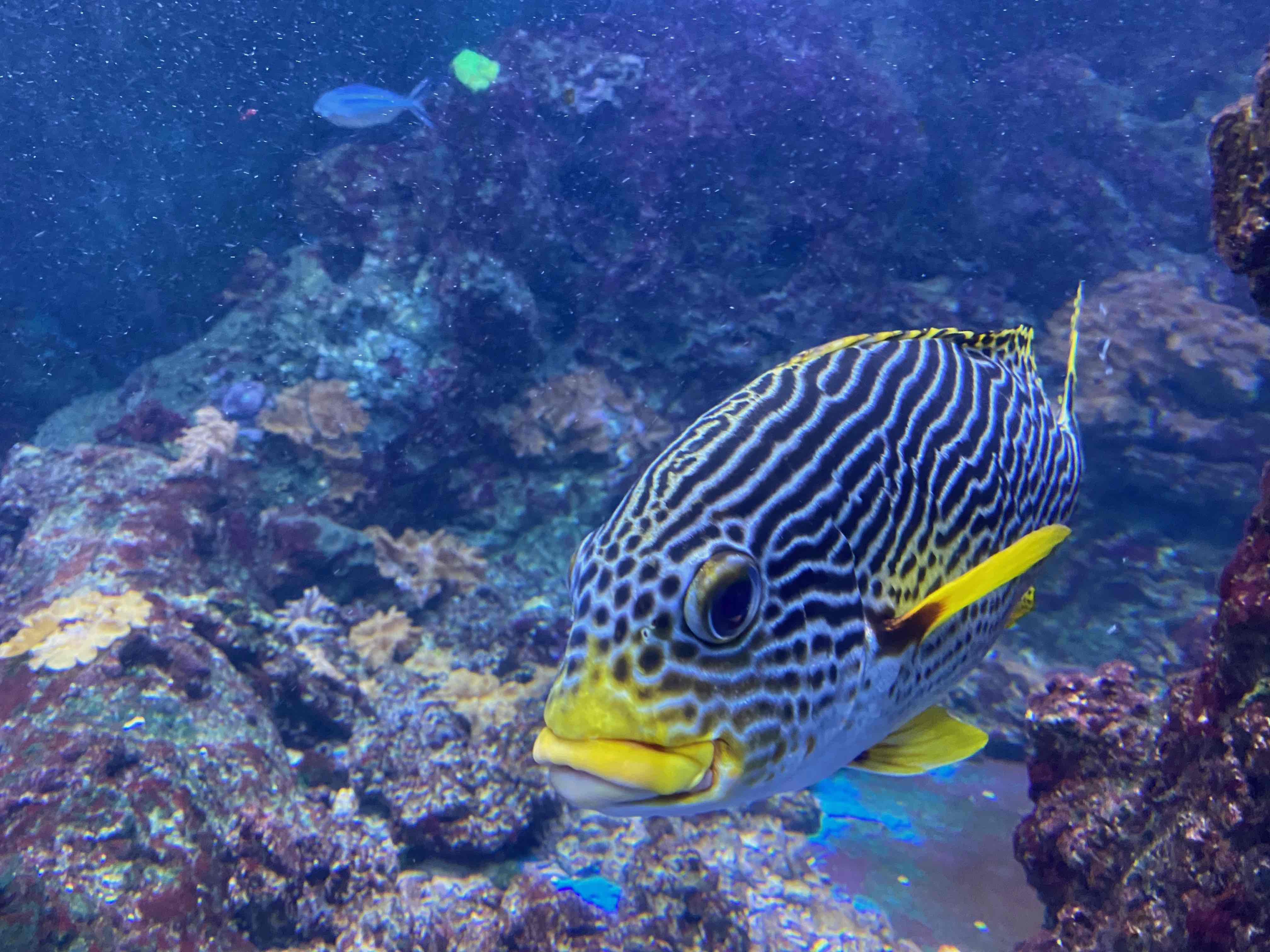 Werde Volunteer bei Citizen Science Reisen und komm an Bord für Meeresschutz