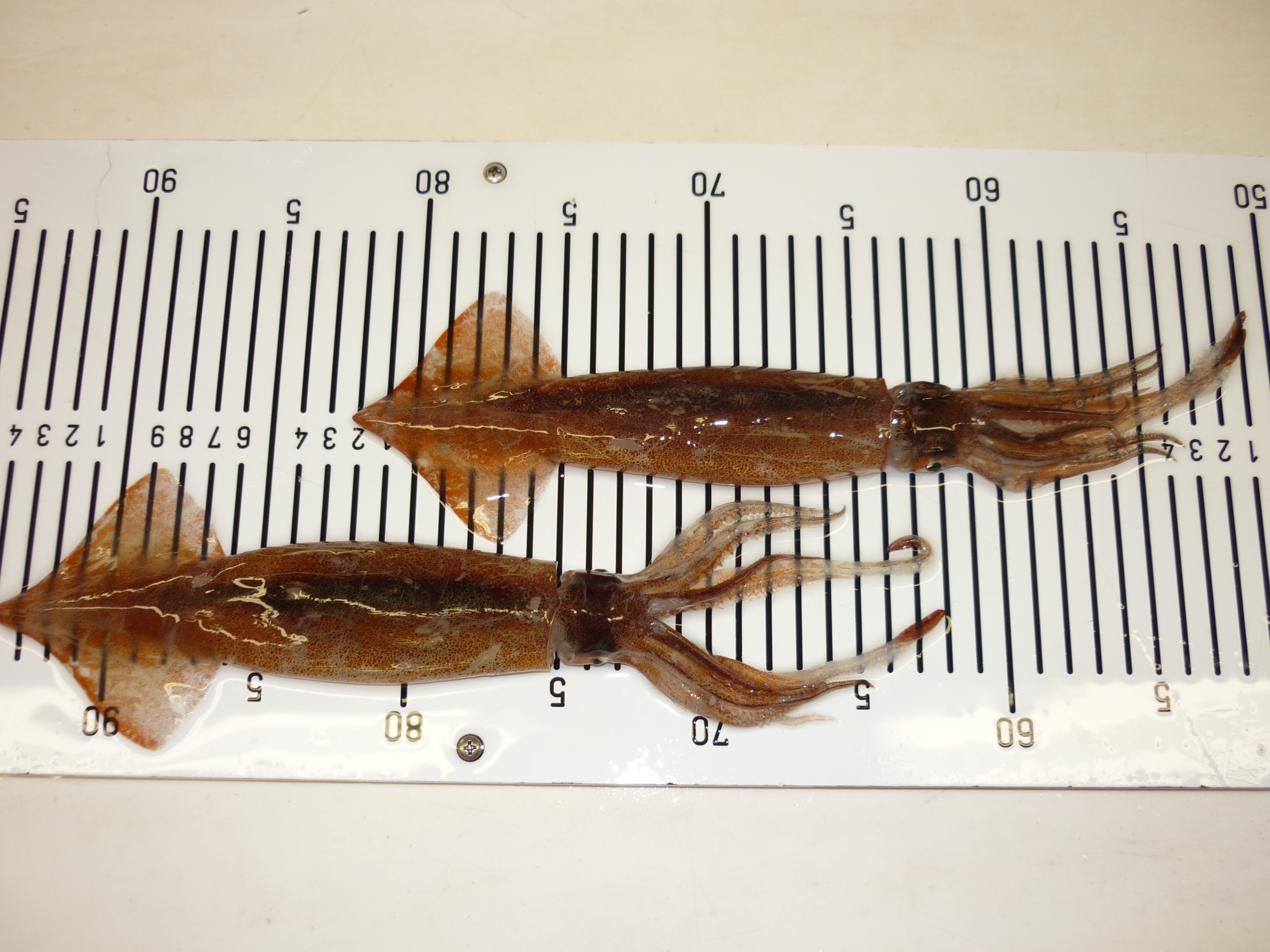 Forschungsantrag für Citizen Science Projekte gemeinsma Wissen schaffen auf unserer Citizenscience Plattform