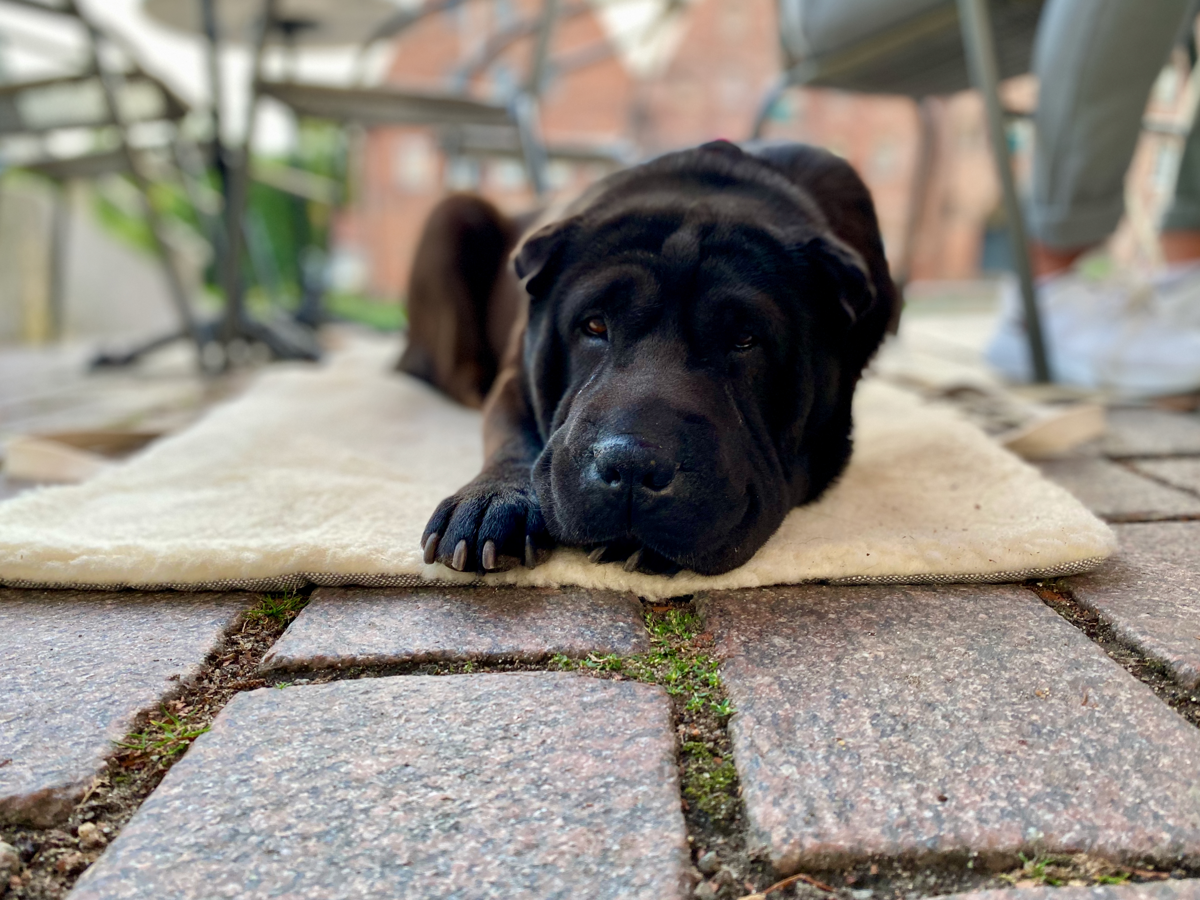 Großer schwarzer Hund liegt vergnügt auf Decke für Hundefoto zum Einreichen und fotografiert werden