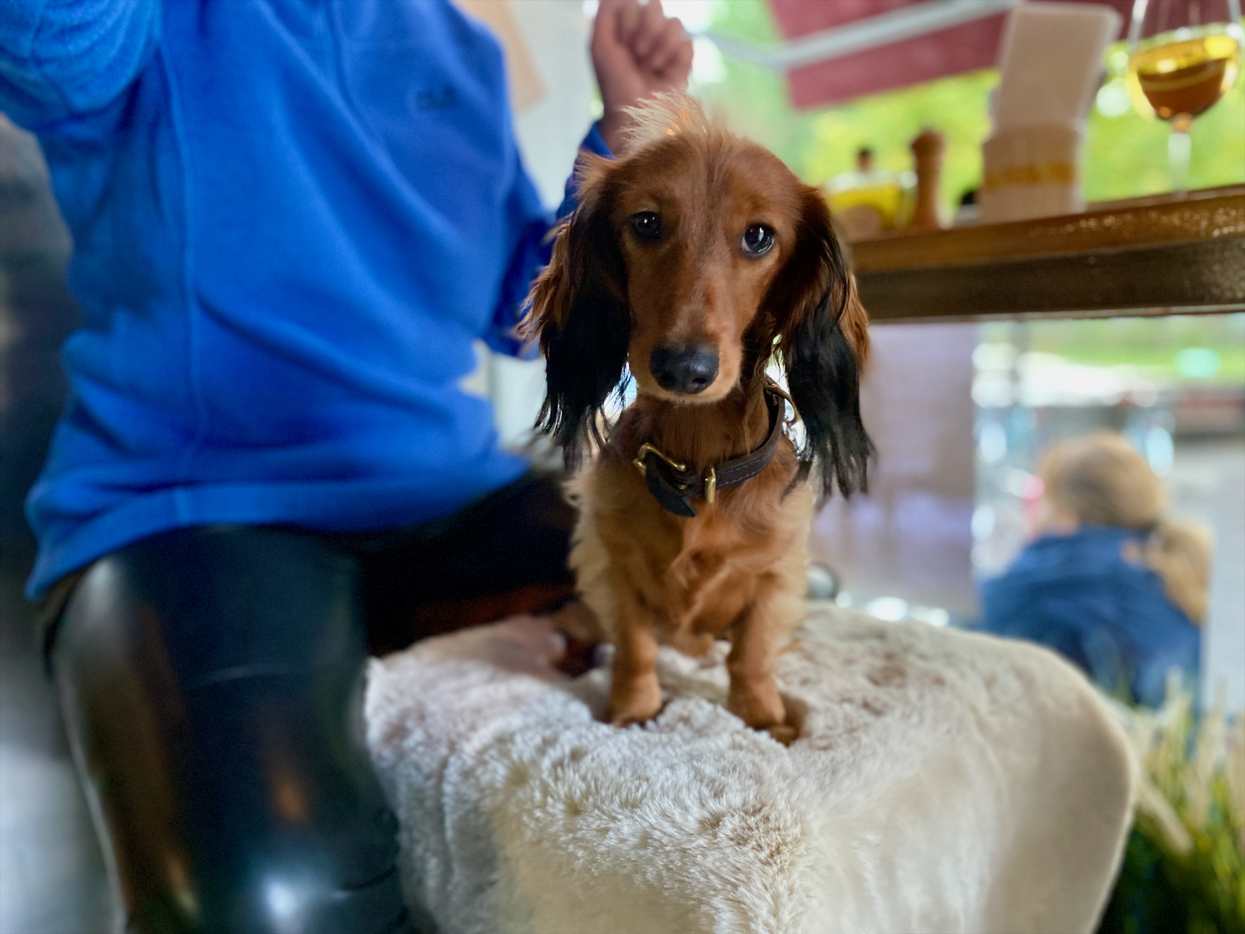 Langhaar Dackel schaut aufmerksam in die Kamera – perfektes Hundefoto für ein Gewinnspiel zum Einreichen