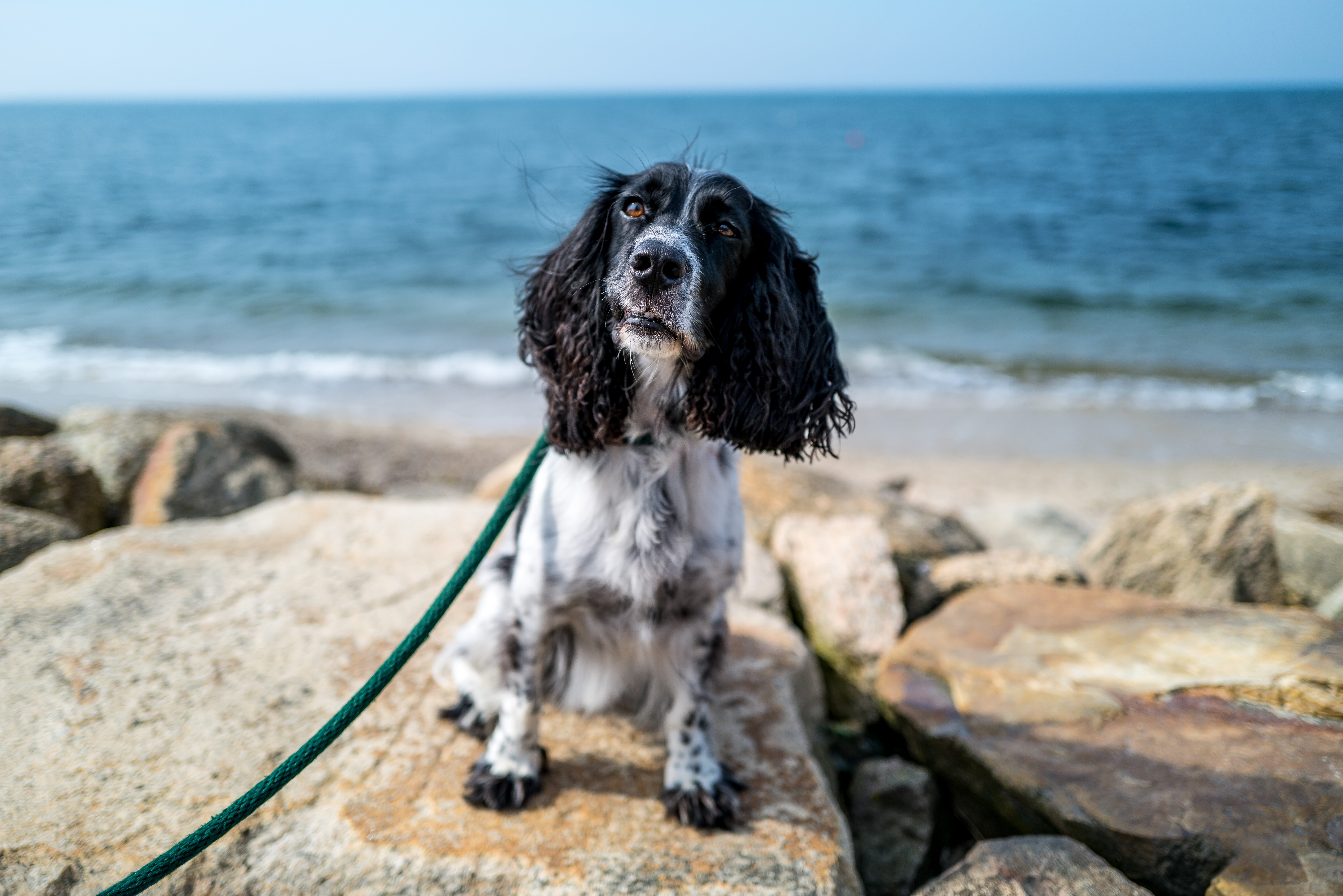 Cocker Spaniel am Meer im Urlaub mit Hund als Motiv für Reisevorbereitung und Hunde-Reiseapotheke