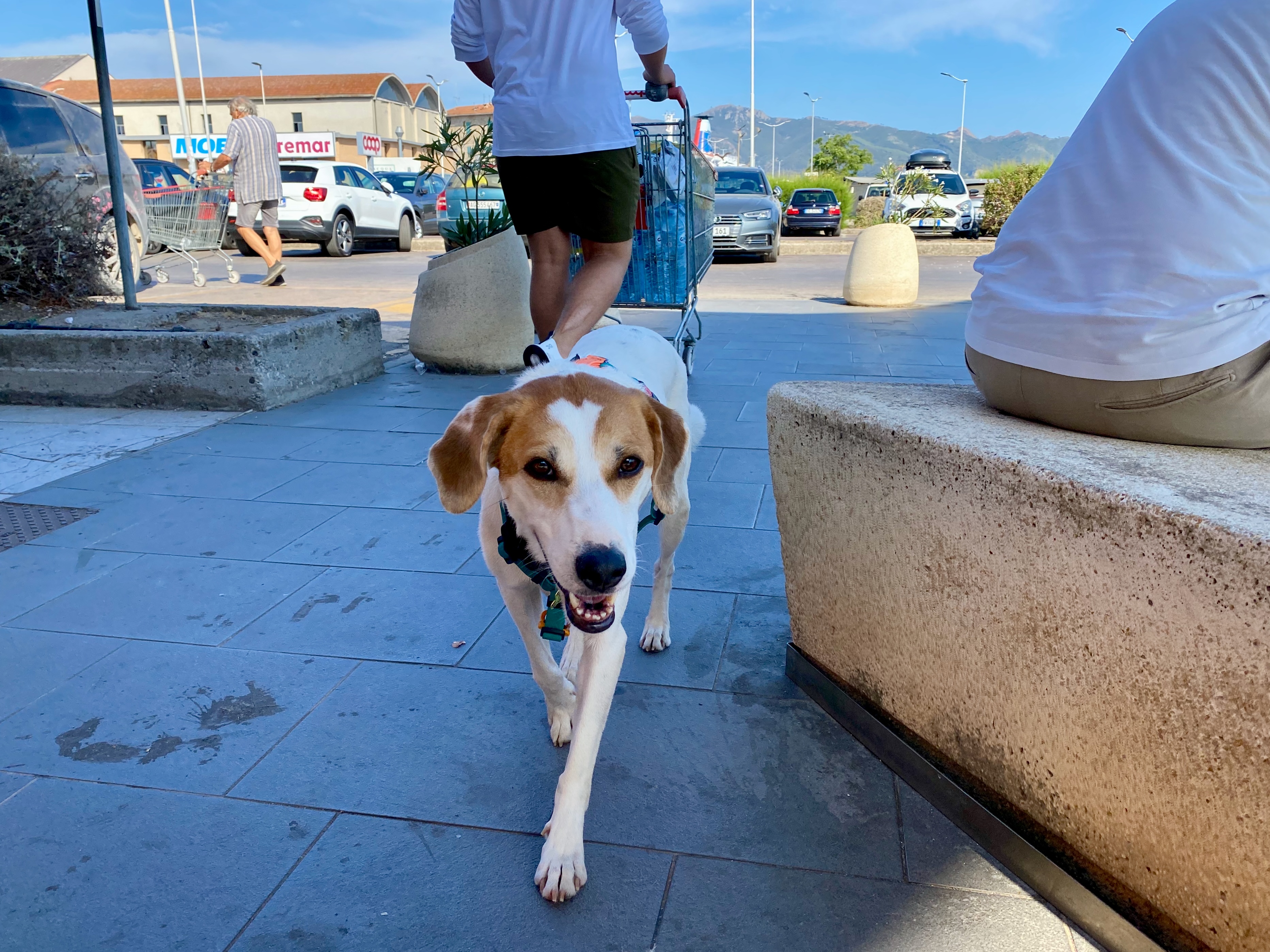 Hund im Urlaub vor dem Supermarkt – Reisebedarf und Reiseapotheke für Hunde richtig packen