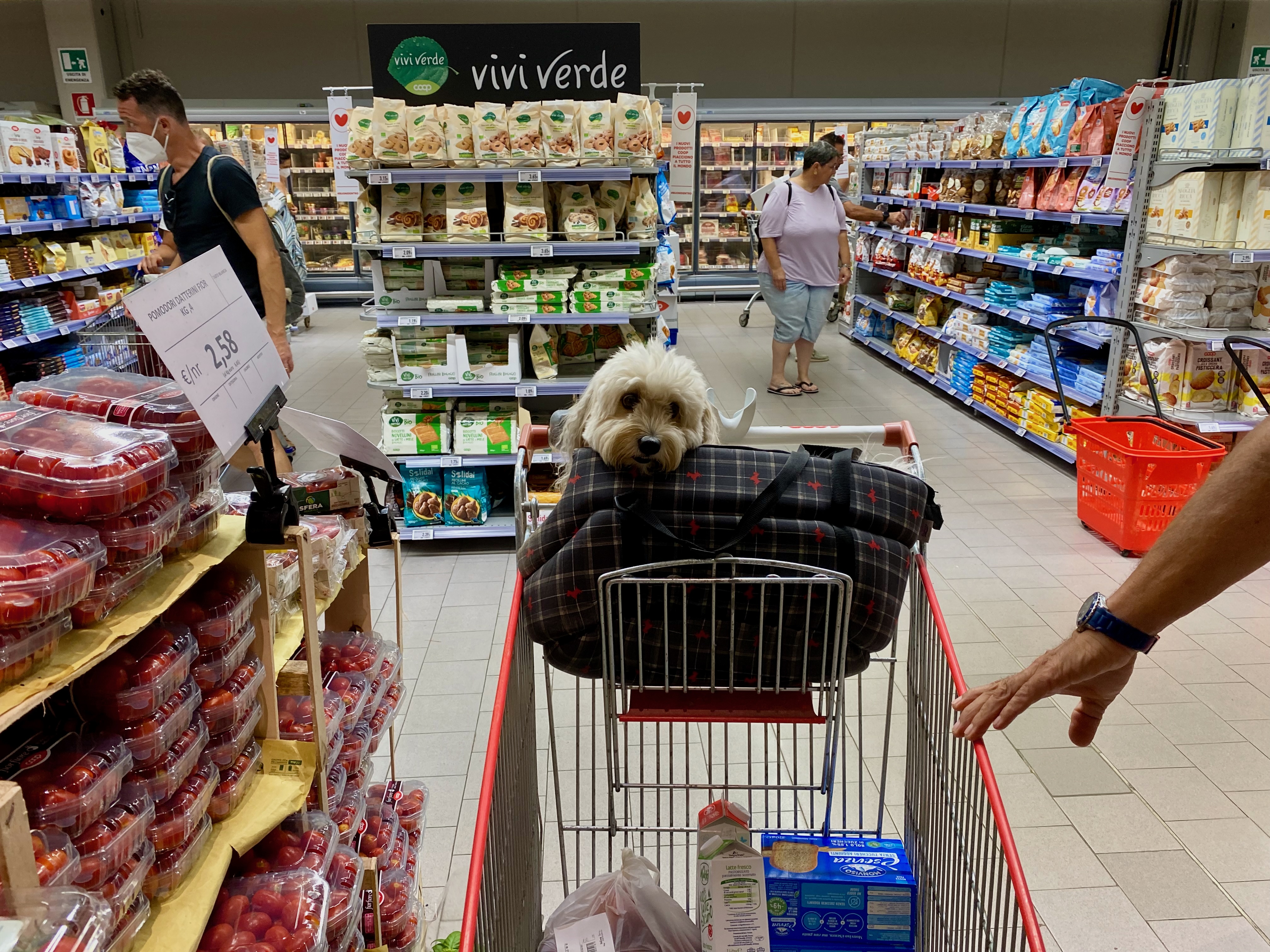 Hund im Einkaufswagen beim Einkauf für den Urlaub – Reiseapotheke und Zubehör vorbereiten