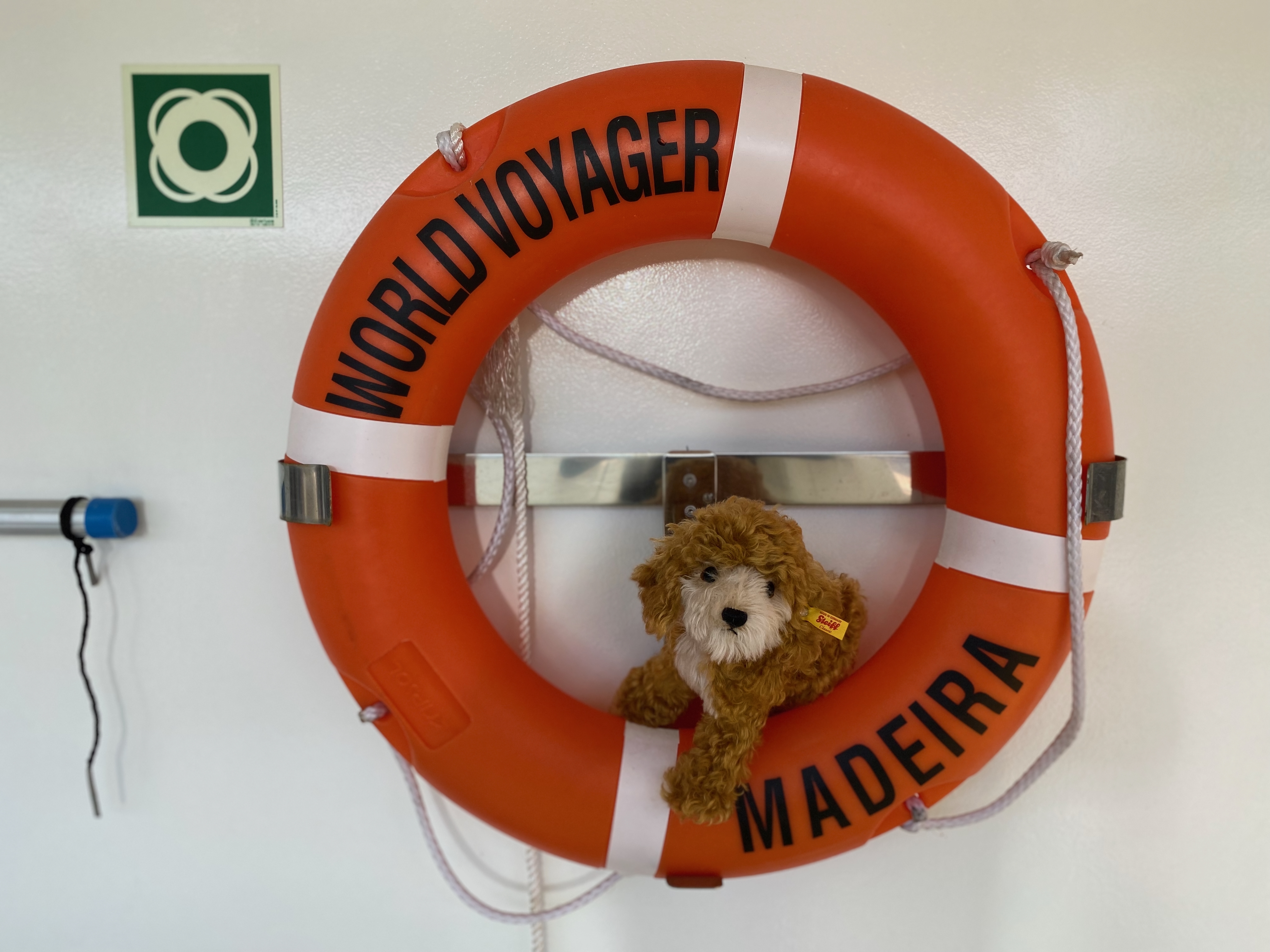 Hund im Rettungsring an Bord eines Kreuzfahrtschiffs als Symbol für Reiseapotheke und Sicherheit mit Hund