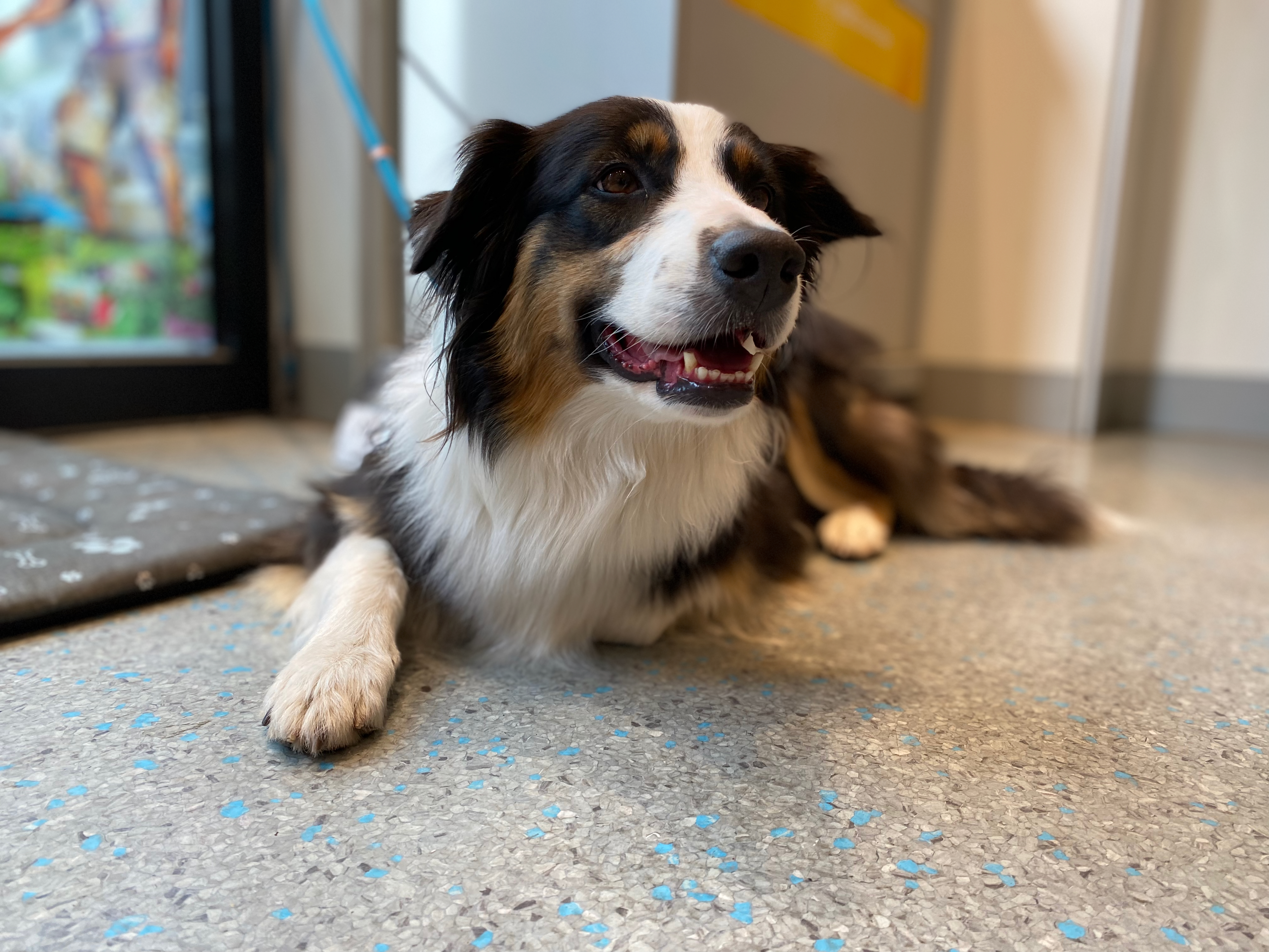 Australian Shepherd liegt entspannt im Innenbereich - ruhiger Hund im Wartebereich oder auf Reisen
