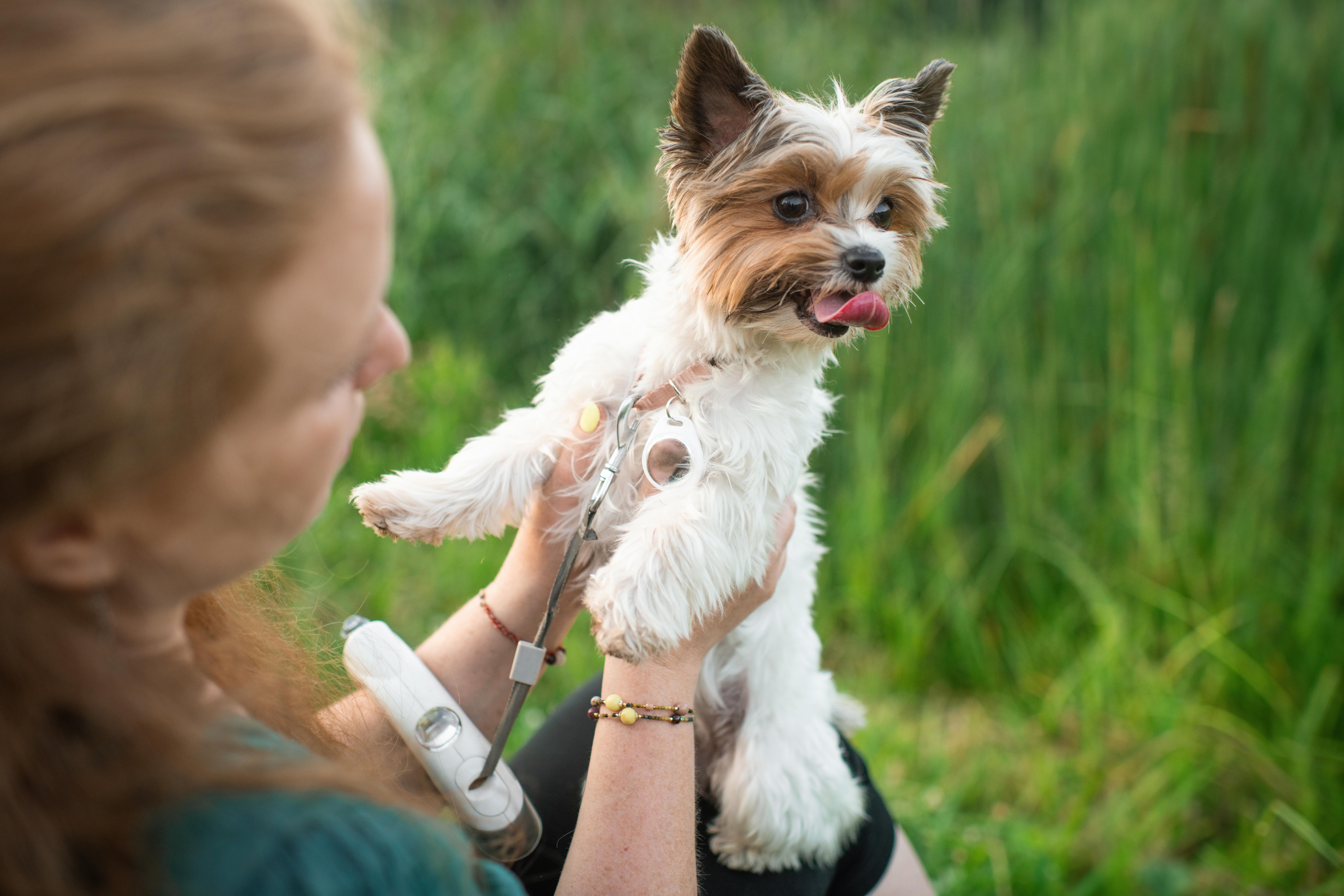 Biewer Yorkshire Terrier - kleine seltene Hunderasse mit langem Fell und lebhaftem Ausdruck