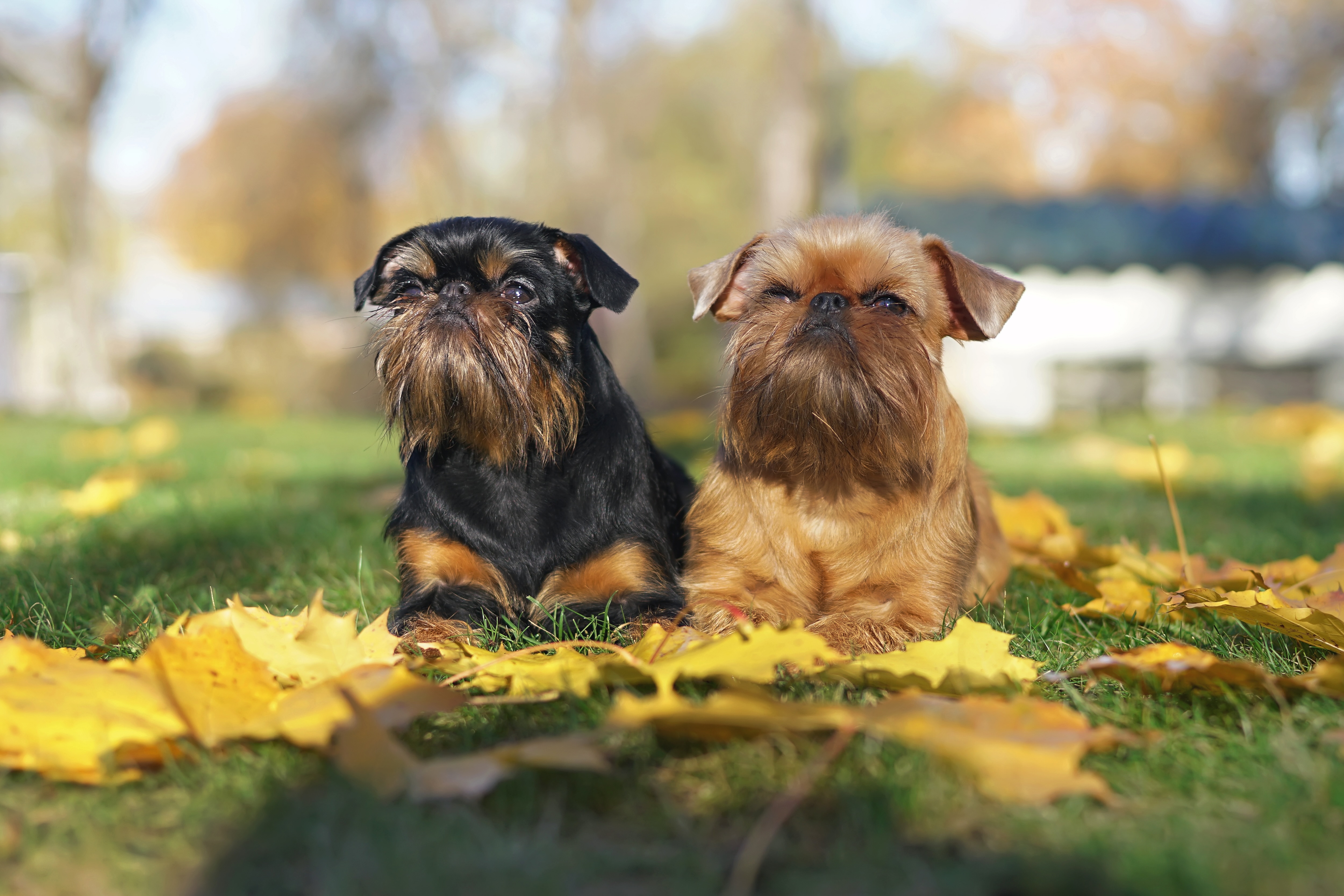 Brüsseler und belgischer Griffon Hunde sitzen im Herbstlaub