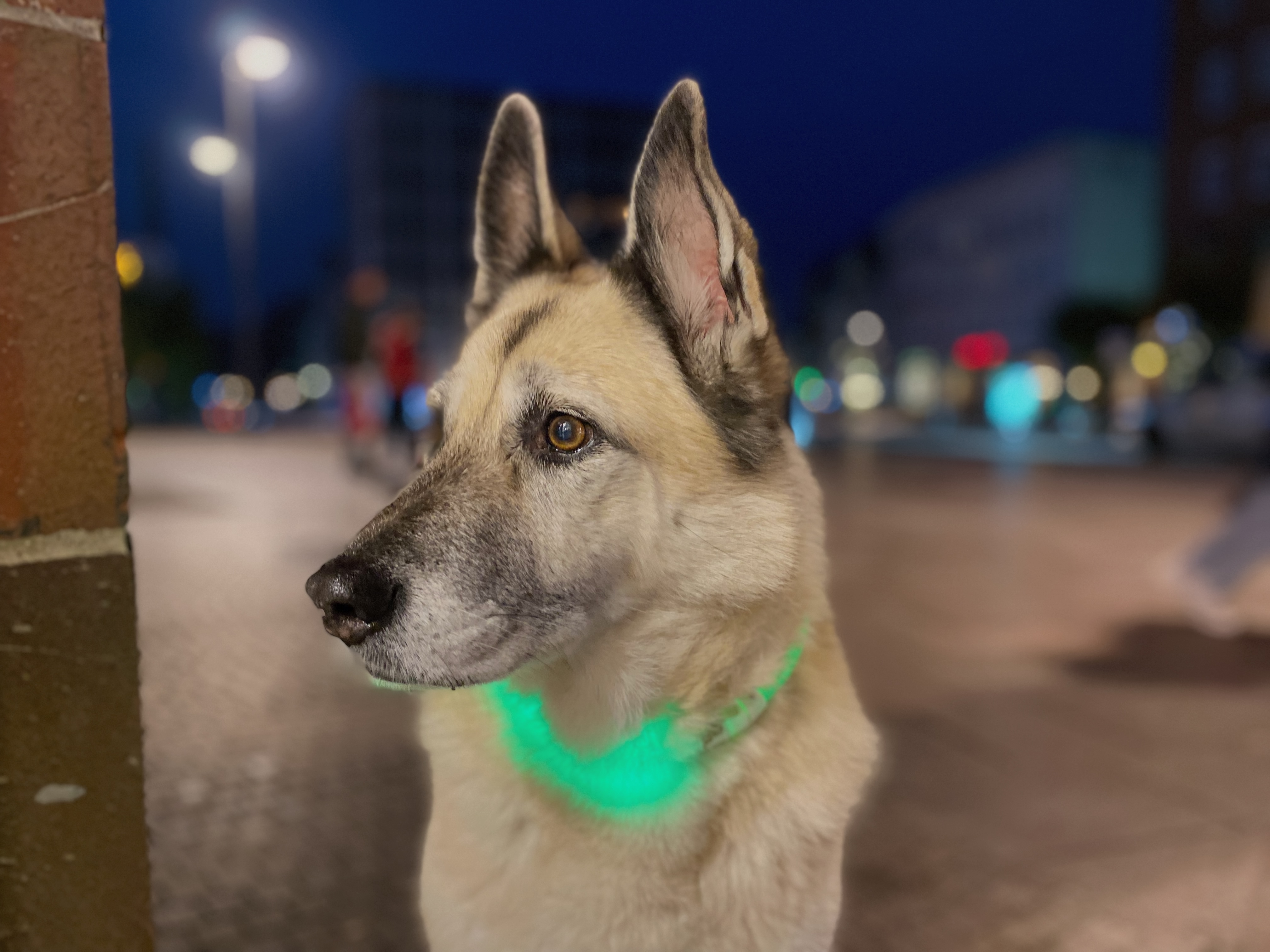 Canaan Dog mit leuchtendem Halsband in der Stadt bei Nacht - seltene ursprüngliche Hunderasse mit wachsamen Blick
