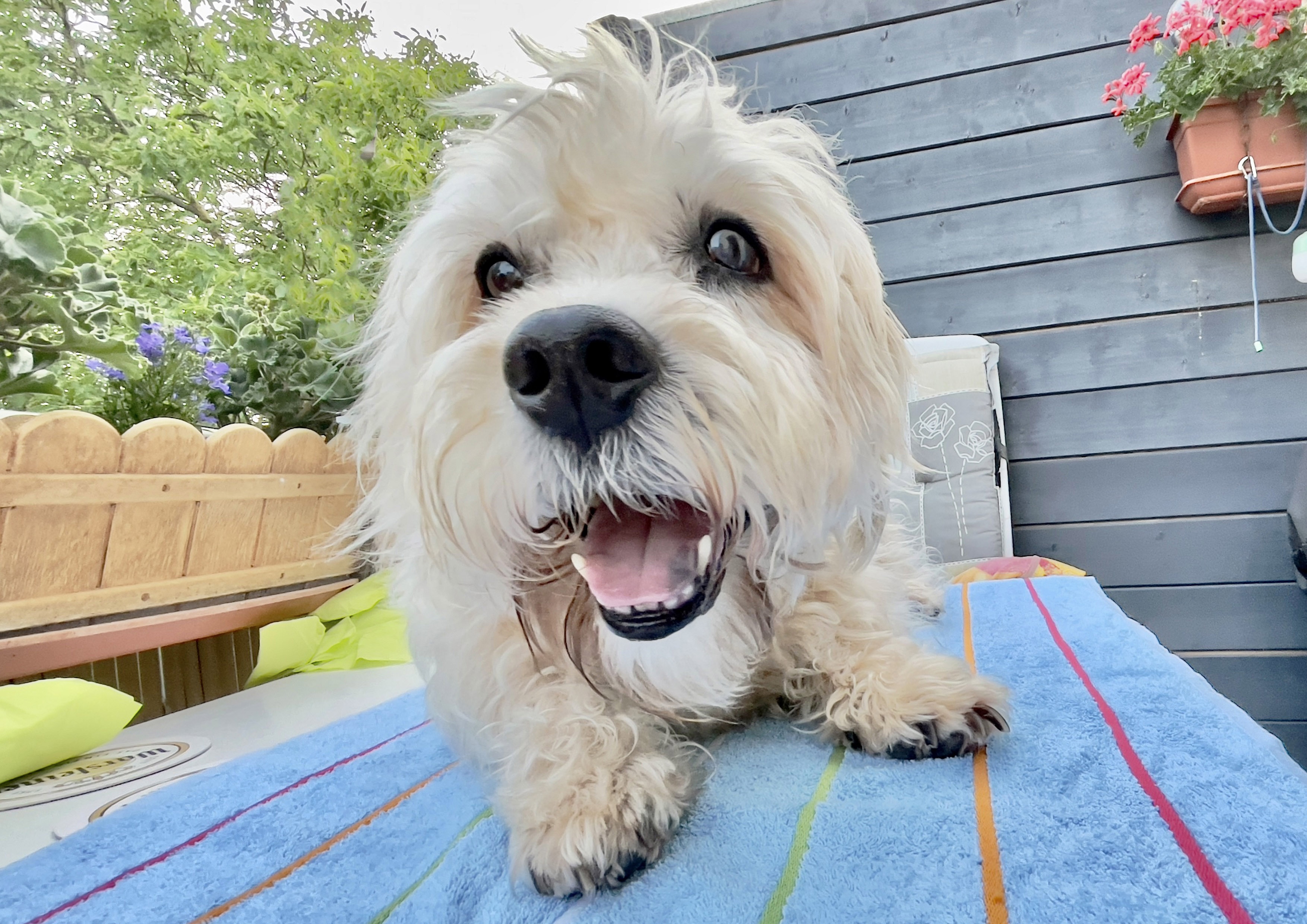 Dandie Dinmont Terrier im Garten - kleine seltene Hunderasse aus Großbritannien mit zotteligem Fell