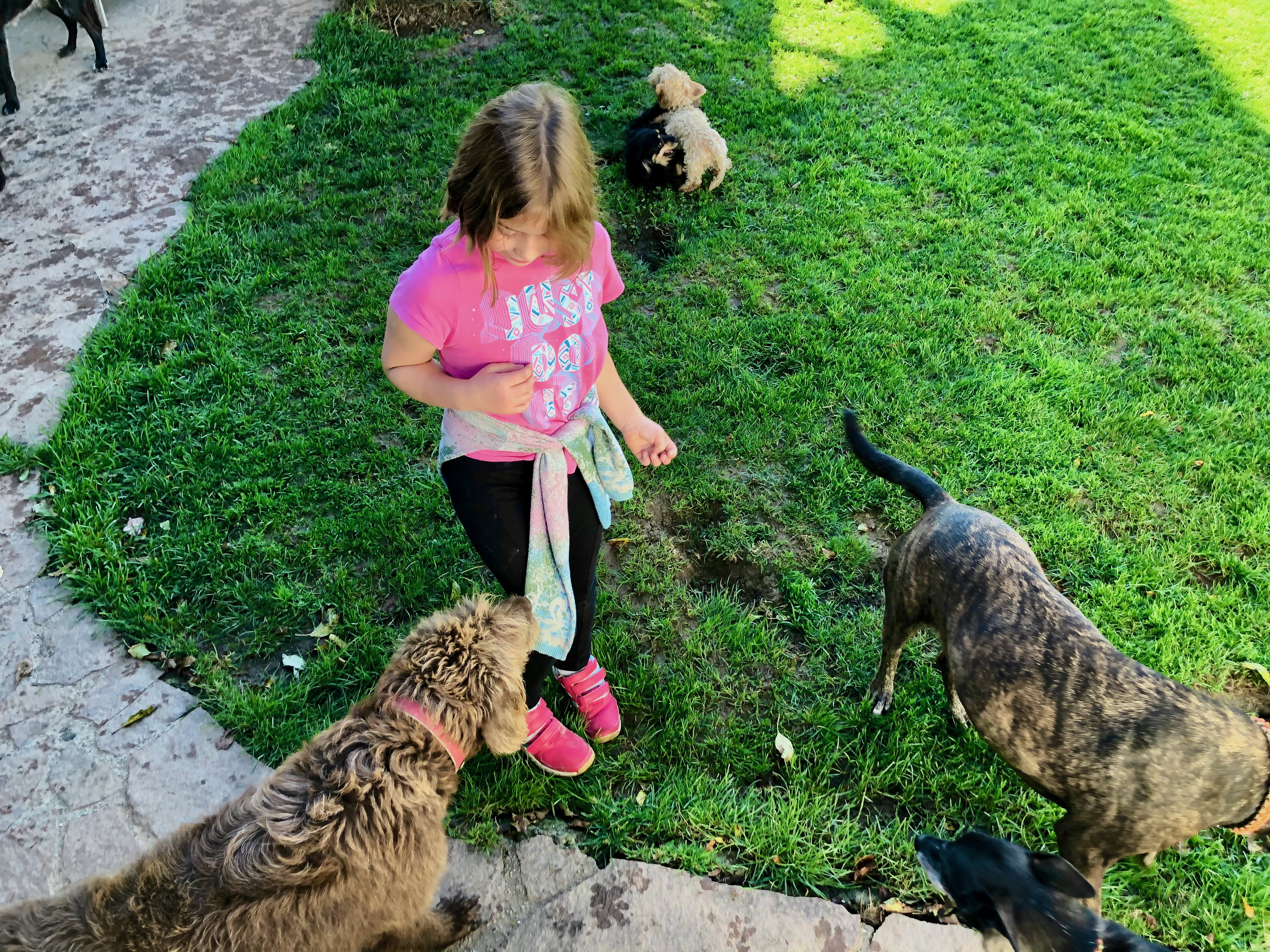 Kind spielt mit Hunden im Garten auf einer Wiese