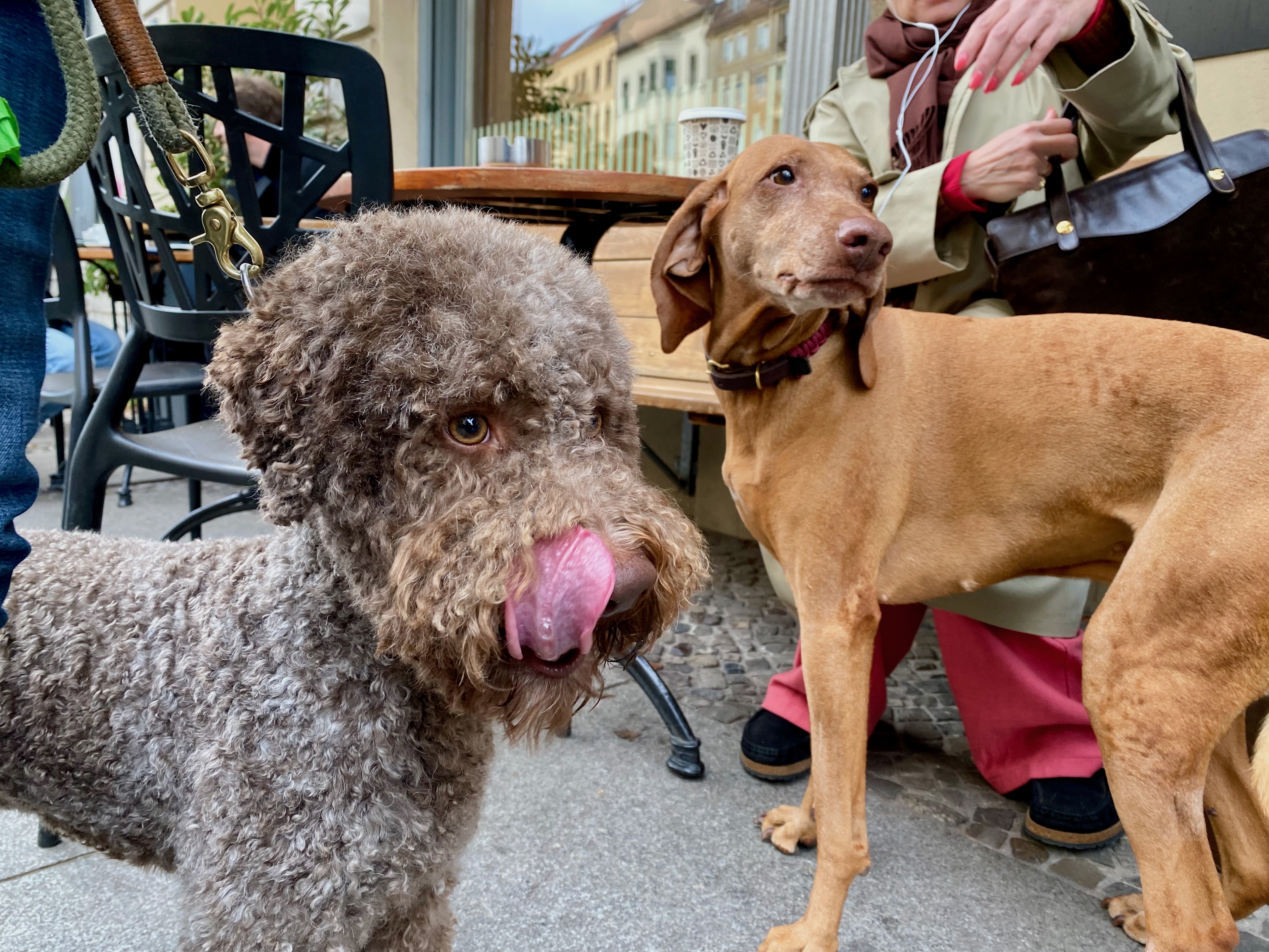 Lagotto Romagnolo mit lockigem Fell und Magyar Vizsla mit kurzem braunen Fell vor einem Café im Freien