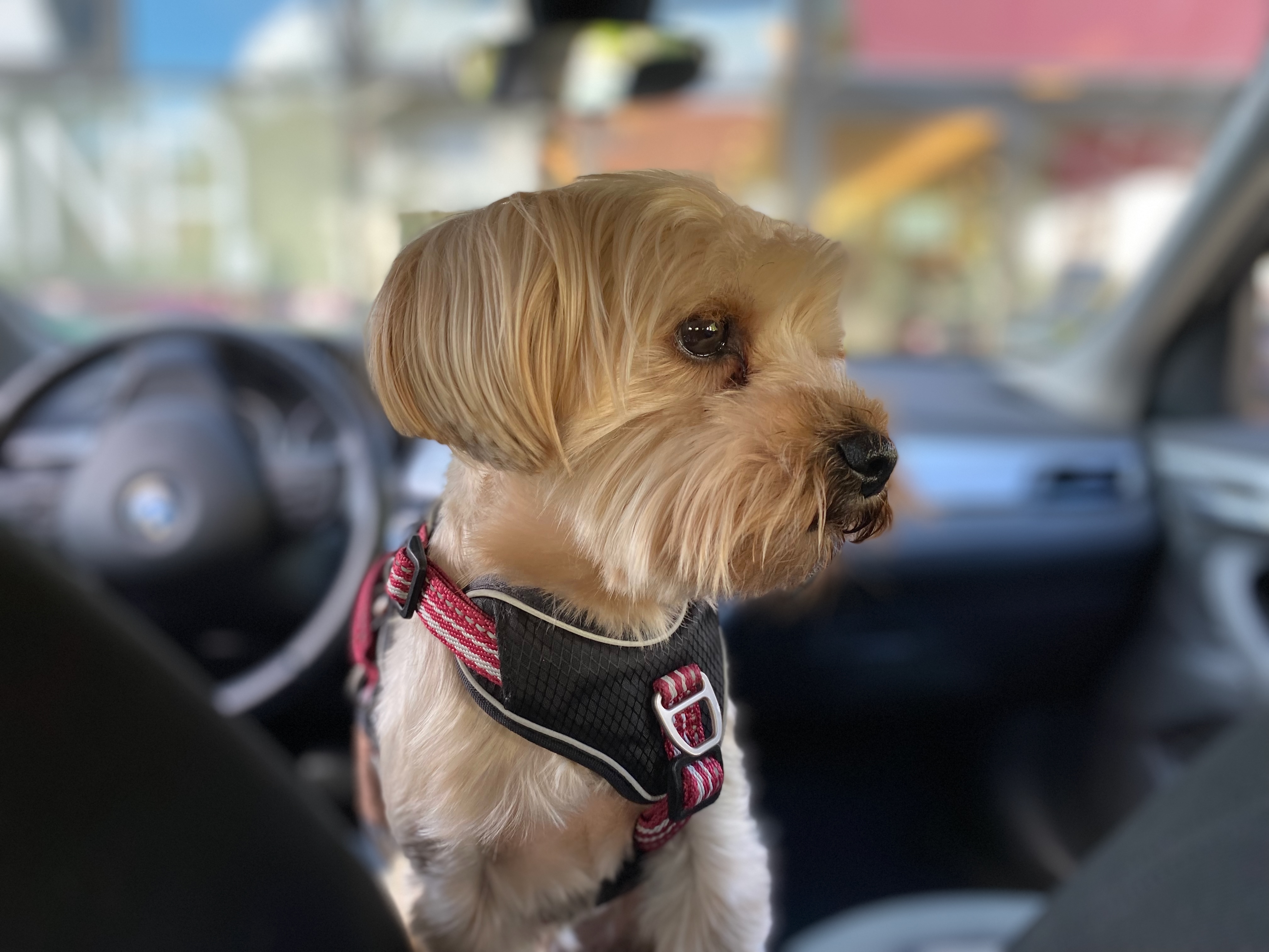 Unterwegs mit Hund: Reisen beginnt schon bei der gemeinsamen Fahrt