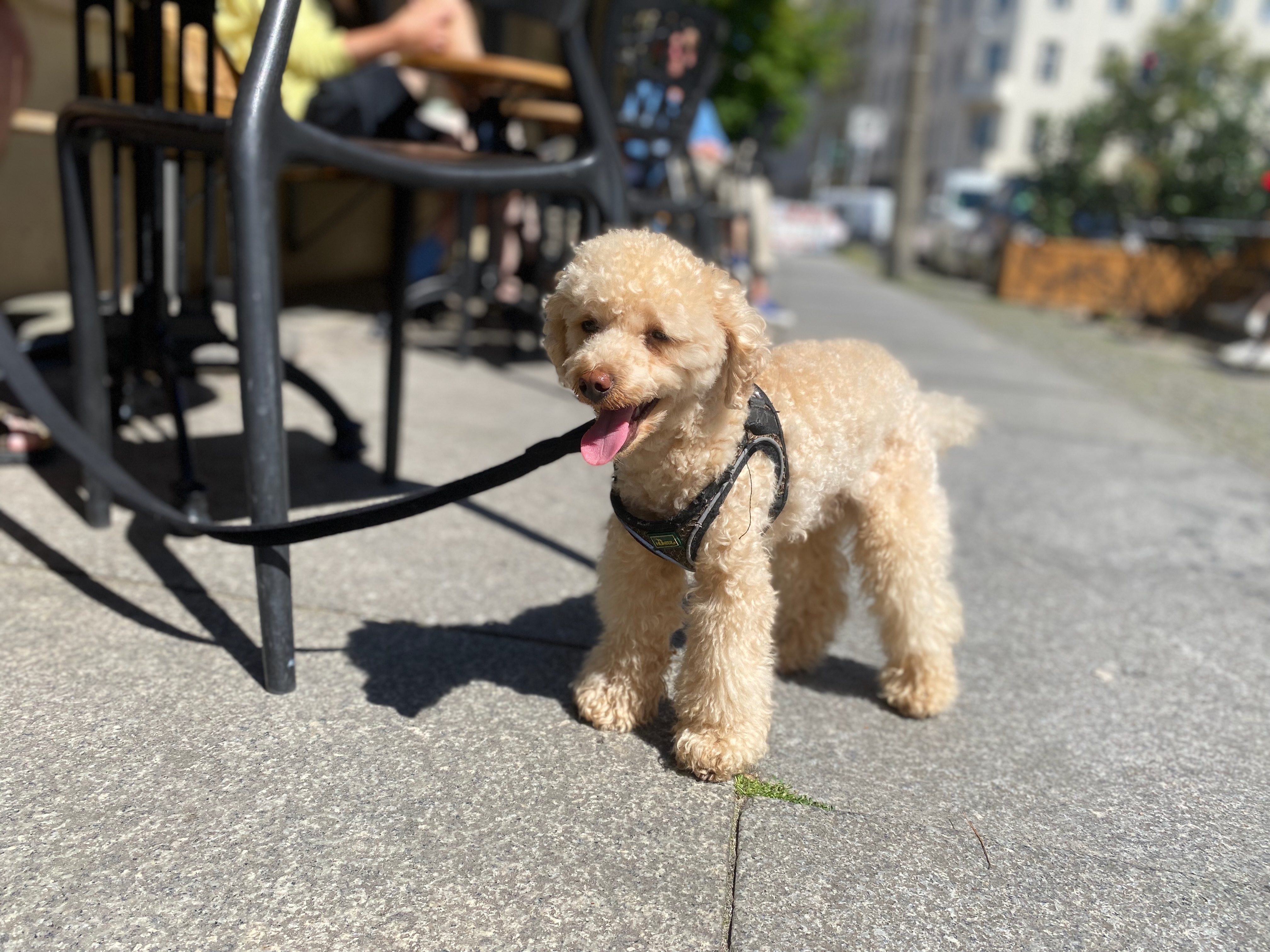 Kleiner Hund an der Leine steht vor einem Café im Außenbereich in der Stadt