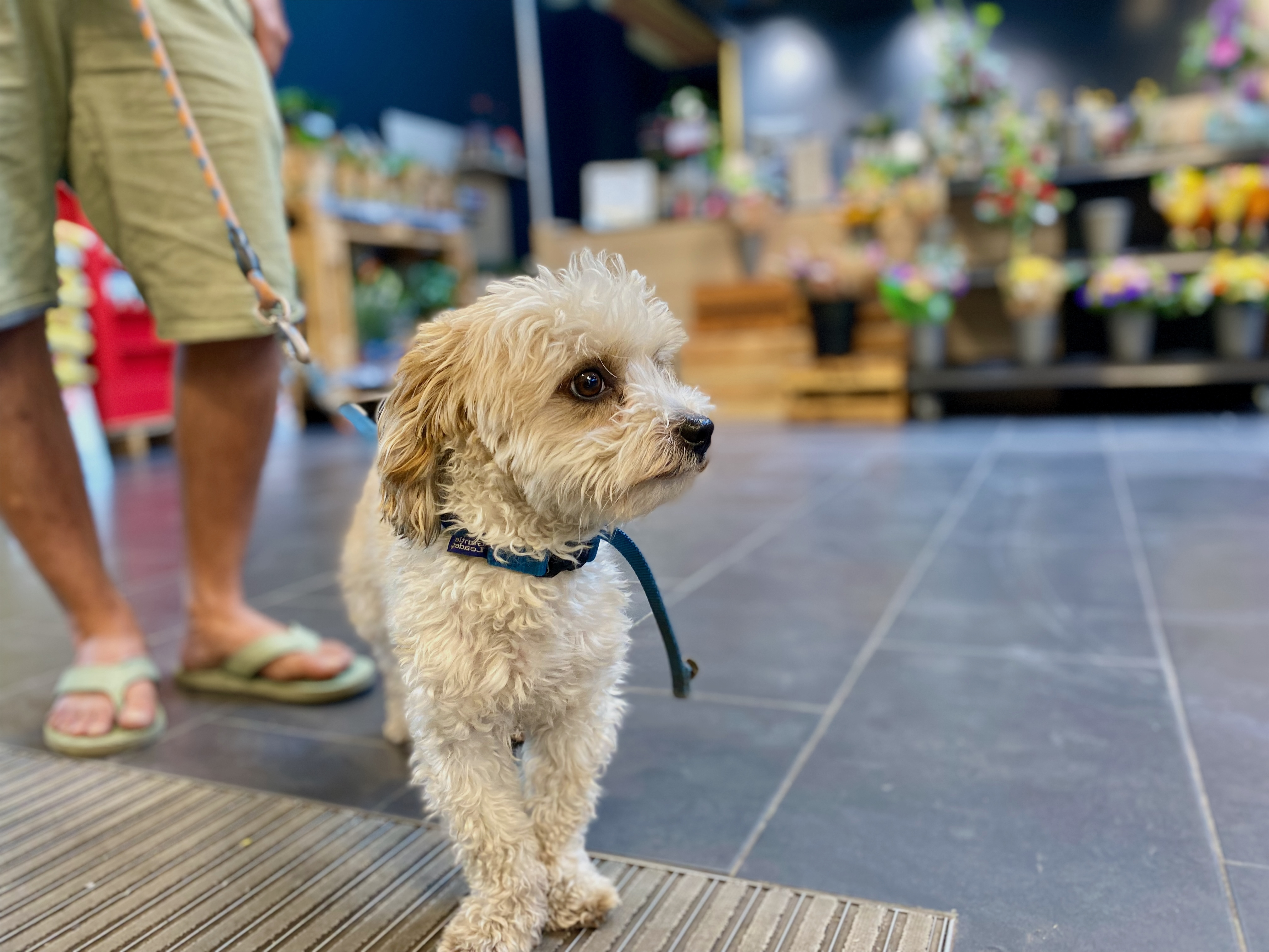 Kleiner Hund an der Leine im Hundefachgeschäft beim Einkaufen mit Besitzer