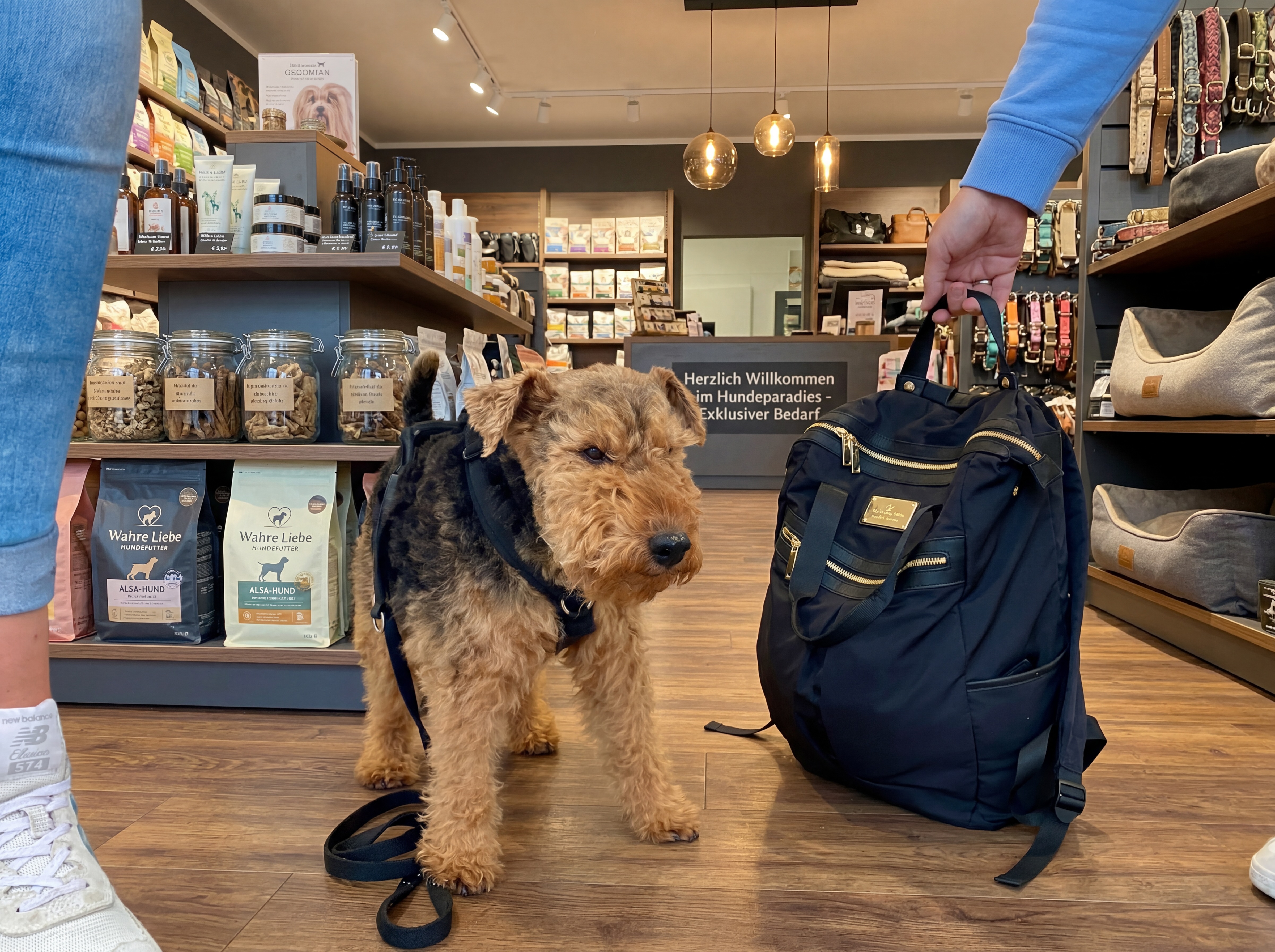 Hund steht im Hundefachgeschäft neben Kunde und Tasche beim Einkauf