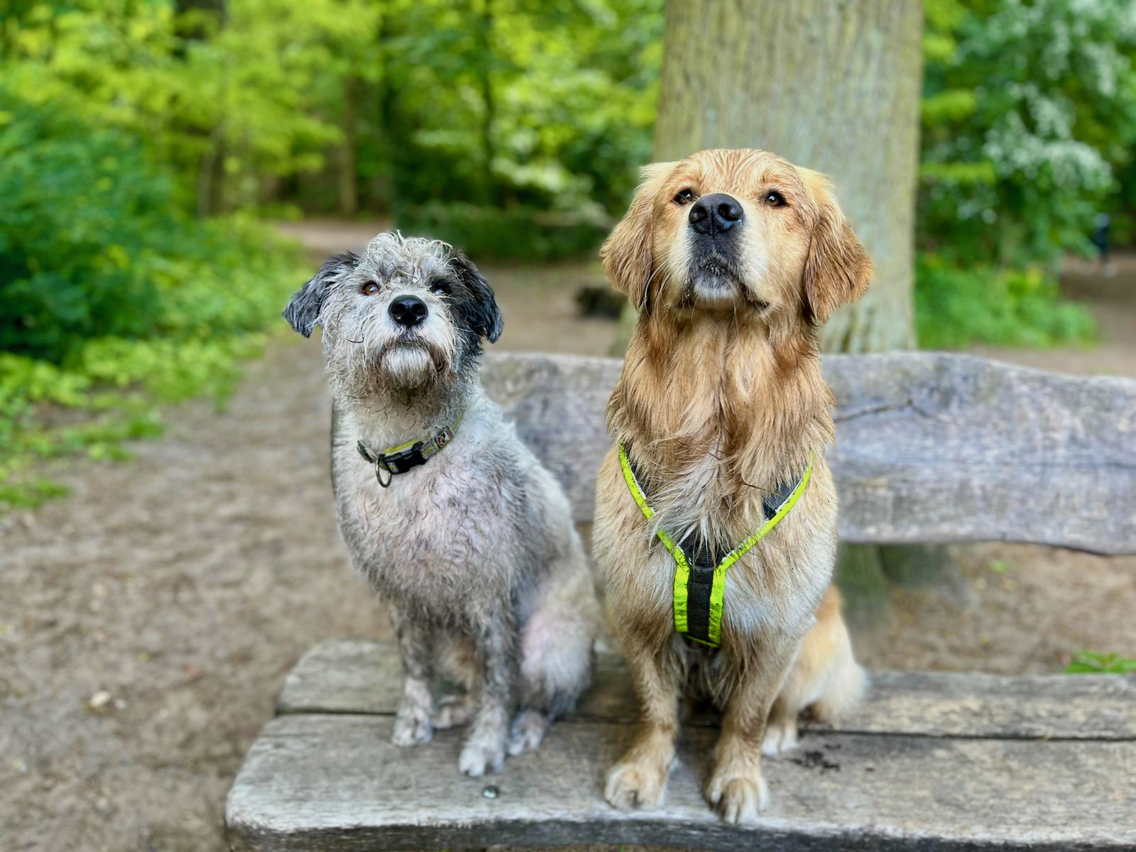 Datenschutz Hundekreuzfahrten