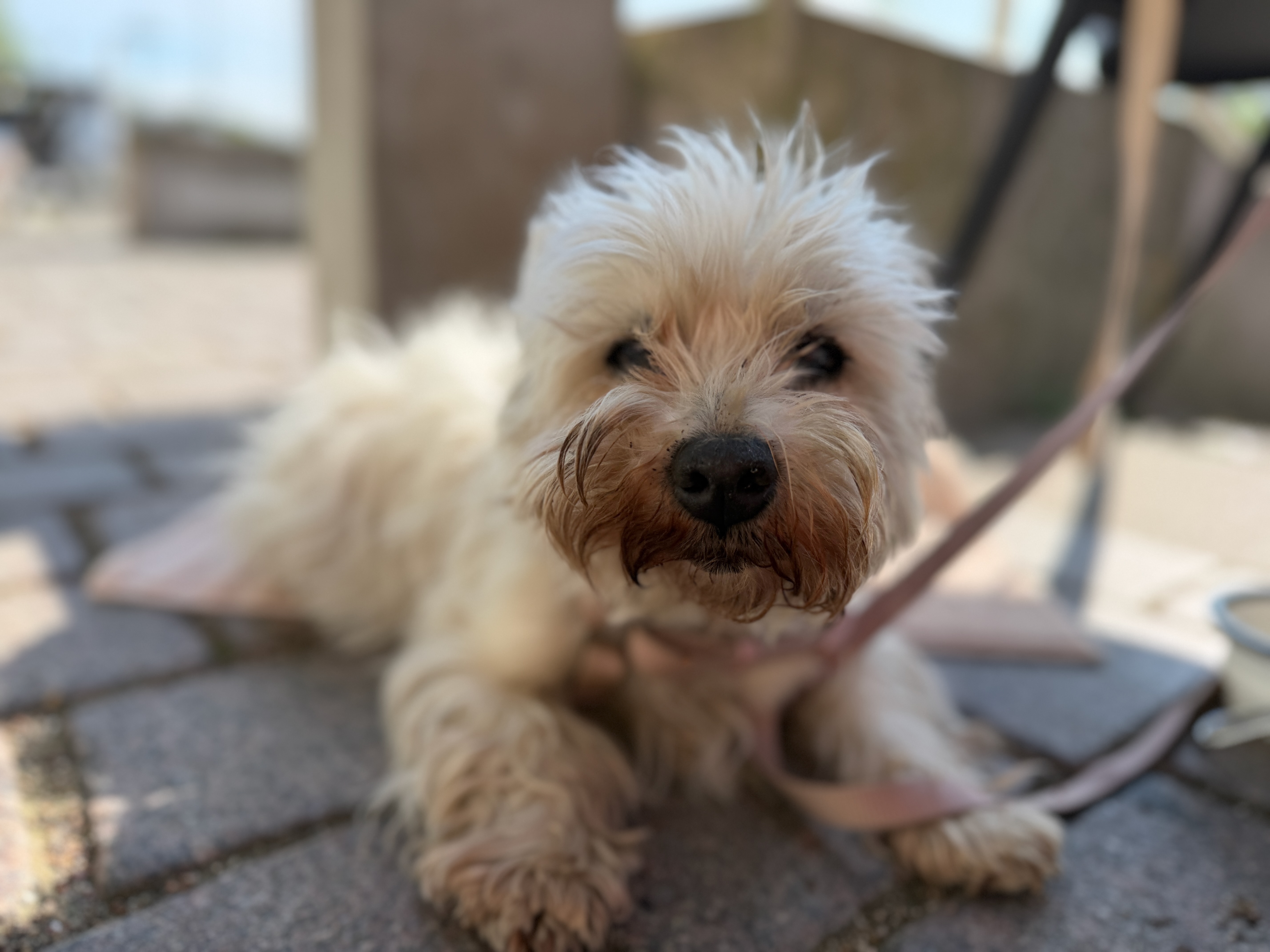 Impressum Hundekreuzfahrten Hundereisen