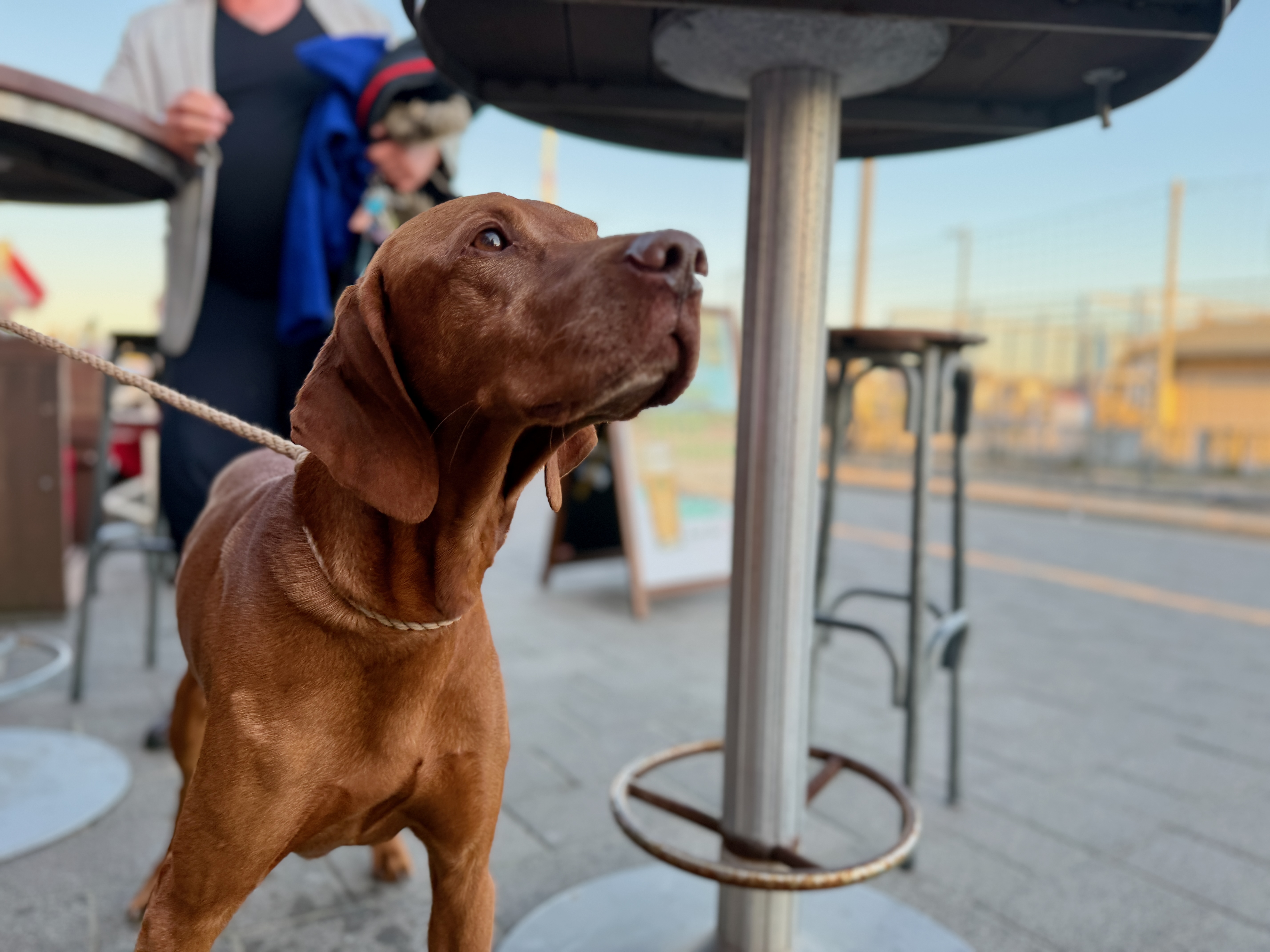 Impressum Hundekreuzfahrten