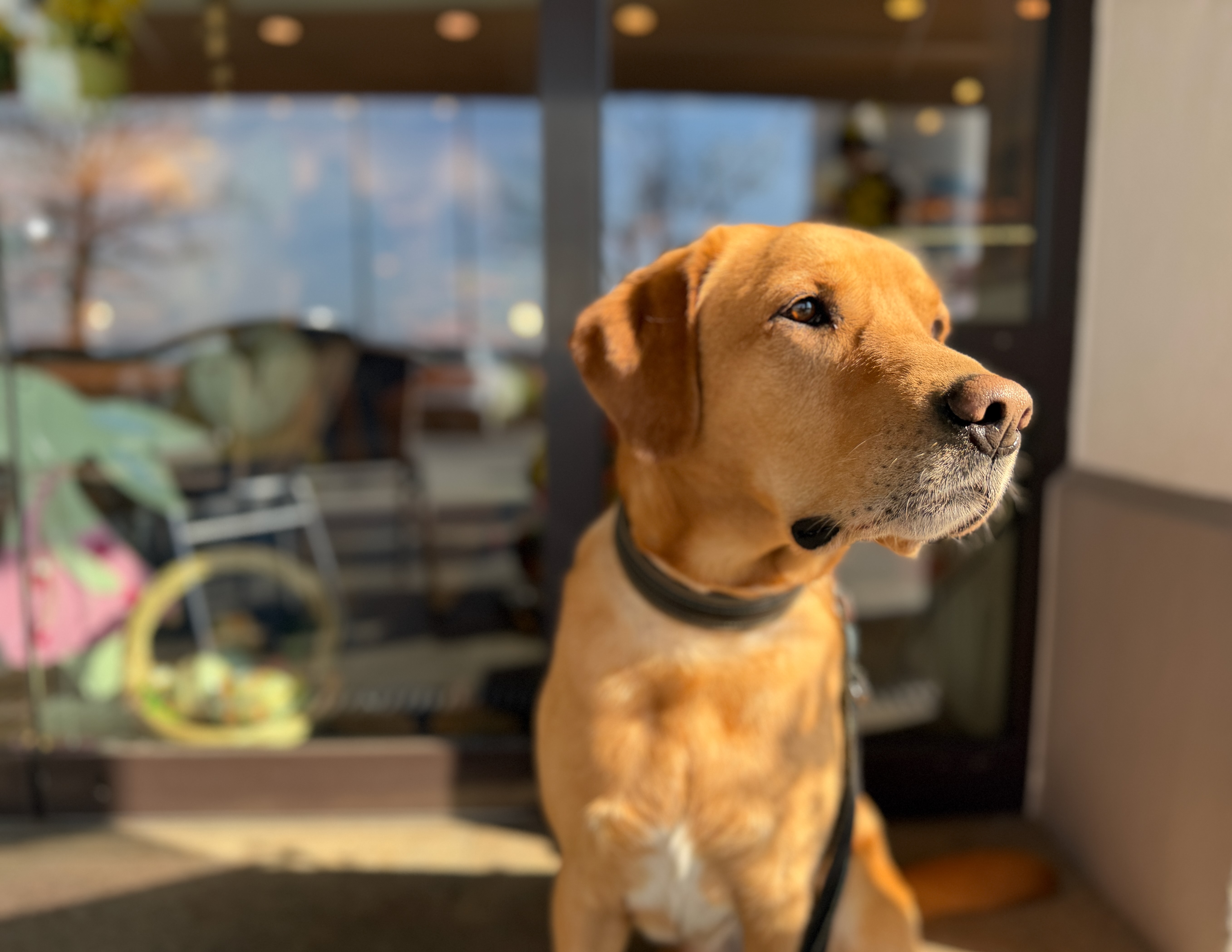 Hund blickt aufmerksam nach vorne - treuer Begleiter auf Reisen mit Hund