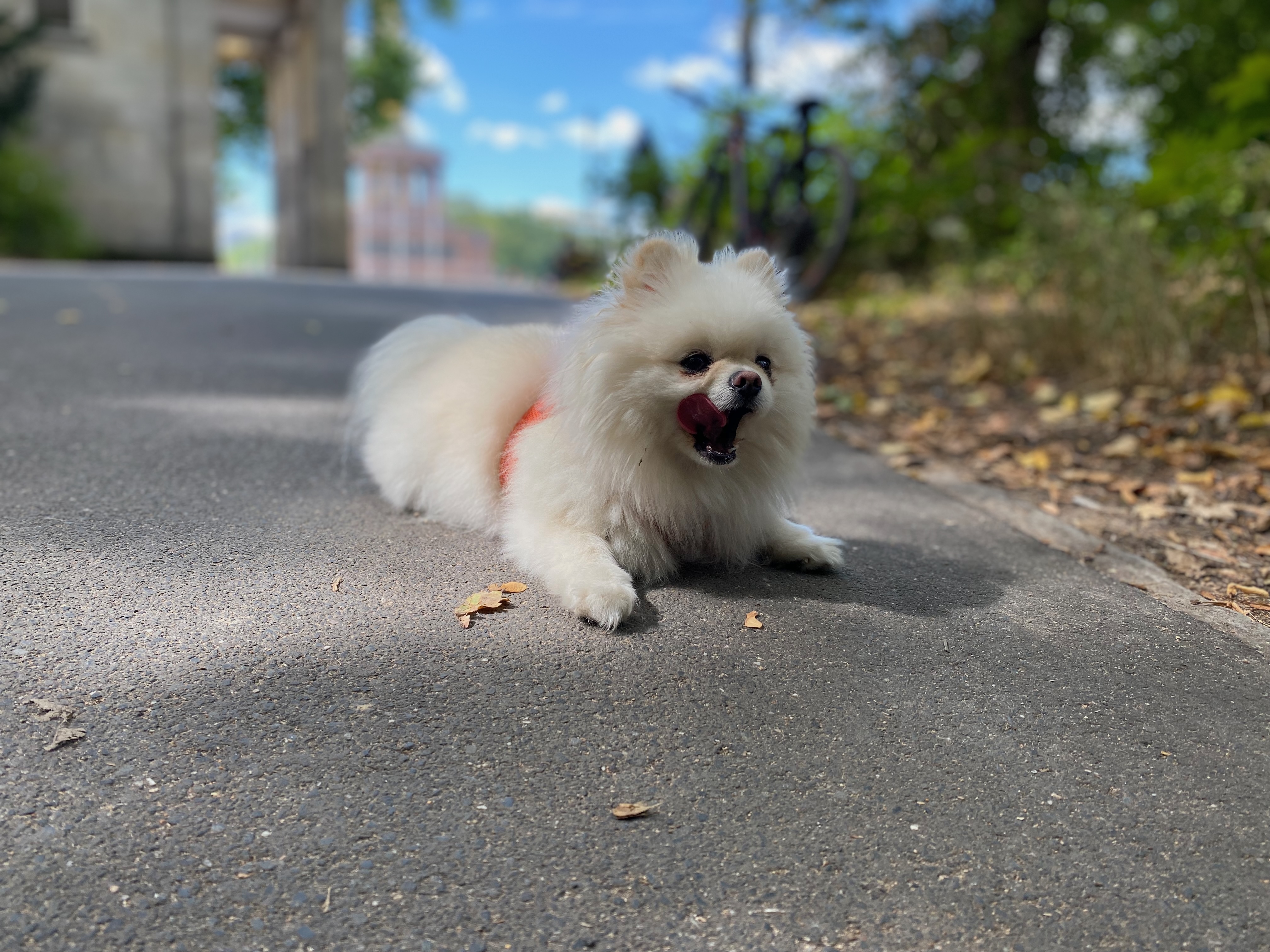 Kleiner Hund macht bei Spaziergang eine Pause am Nachmittag