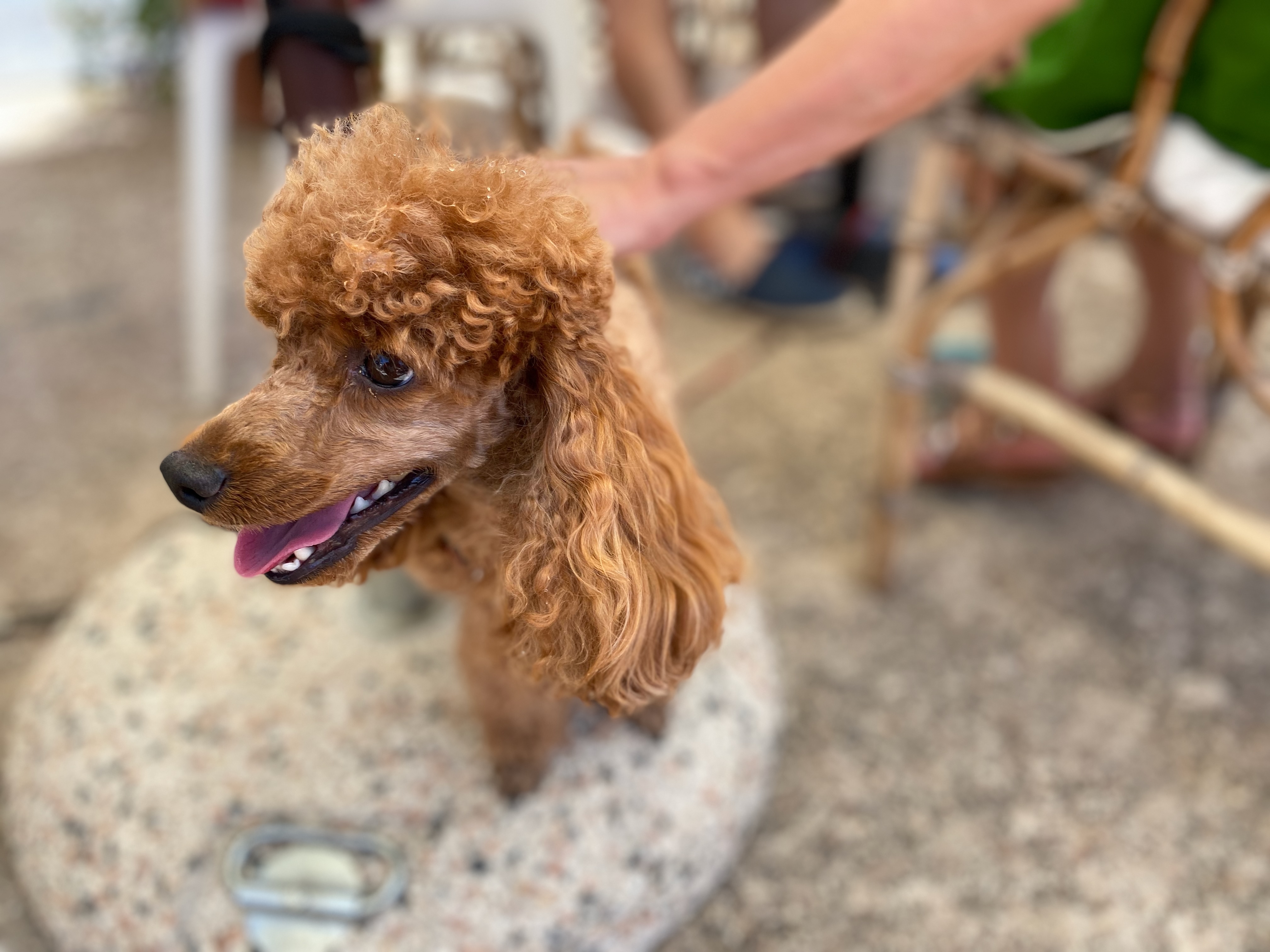 Kleiner Hund an Bord mit Besitzer - entspanntes Reisen mit Hund im Alltag