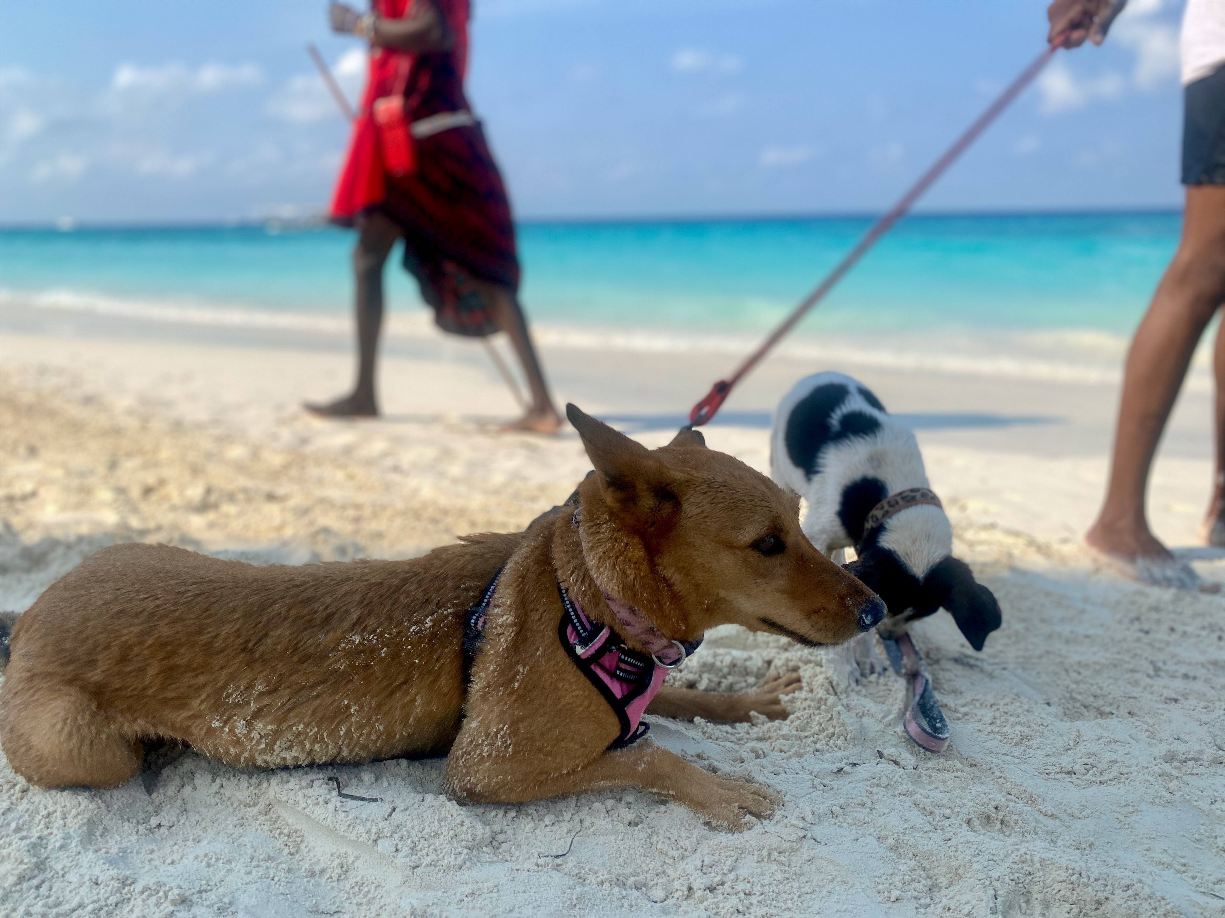 Zwei Hunde am Strand am Meer mit Leine - gemeinsam unterwegs auf Reisen mit Hund