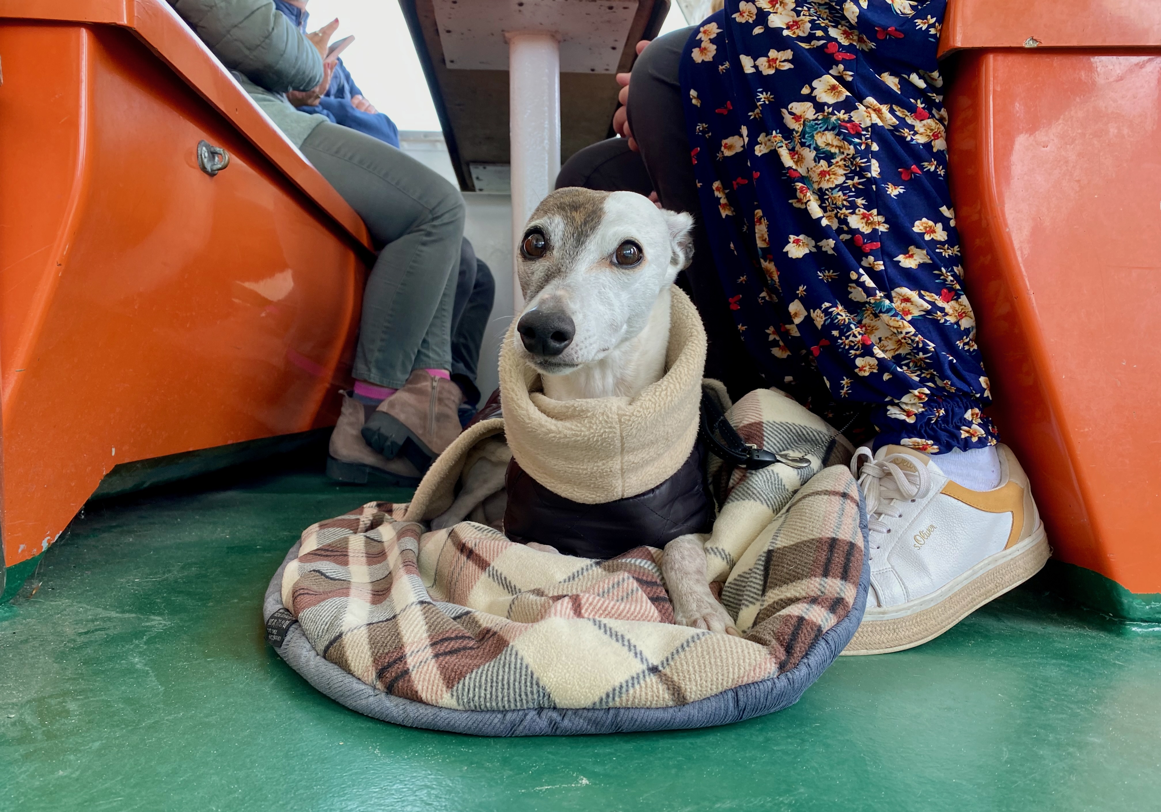 Hund an Bord eines Schiffes bei einer Hochseekreuzfahrt auf Seereise