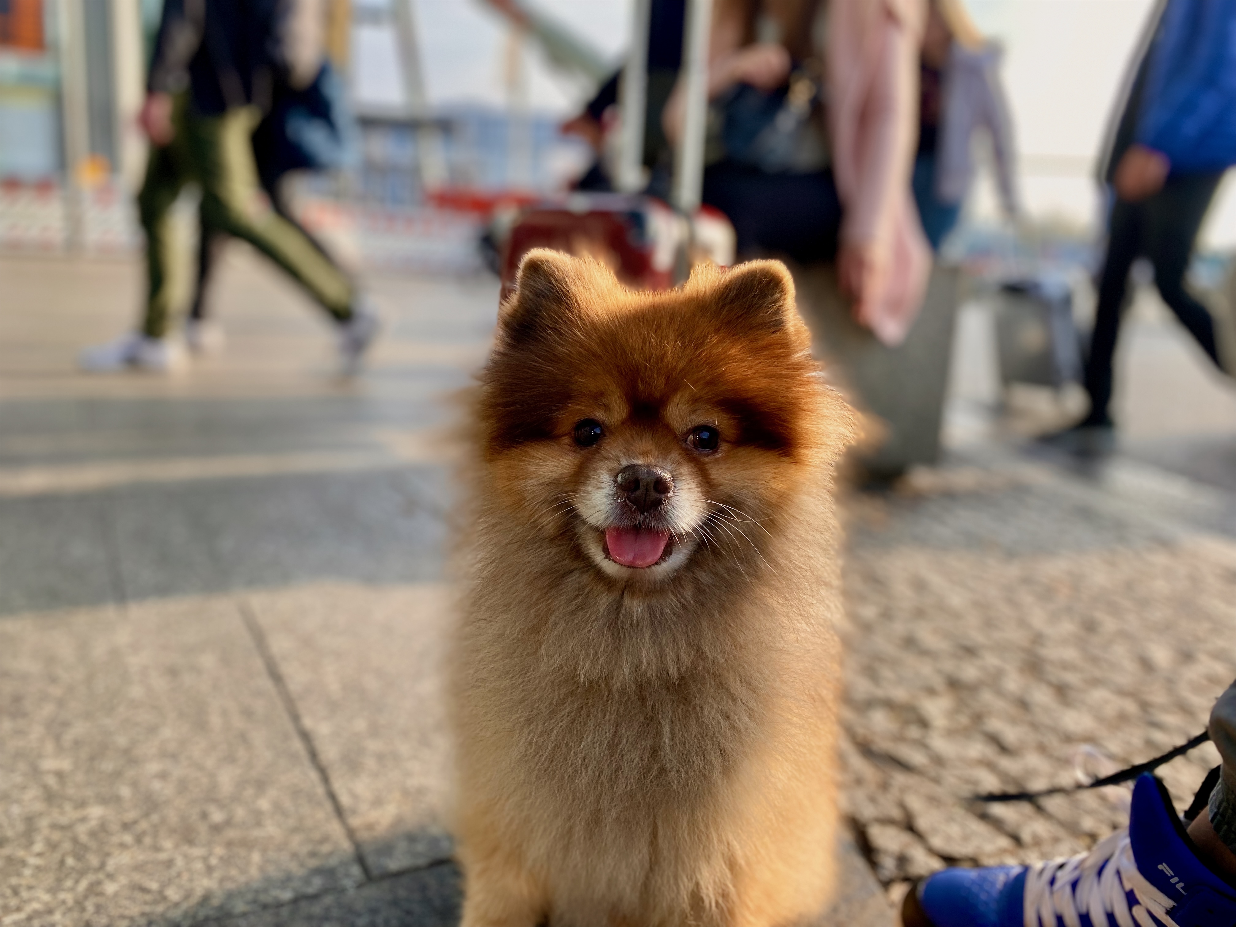 Kleiner Hund im Hafen vor einer Kreuzfahrt beim Boarding