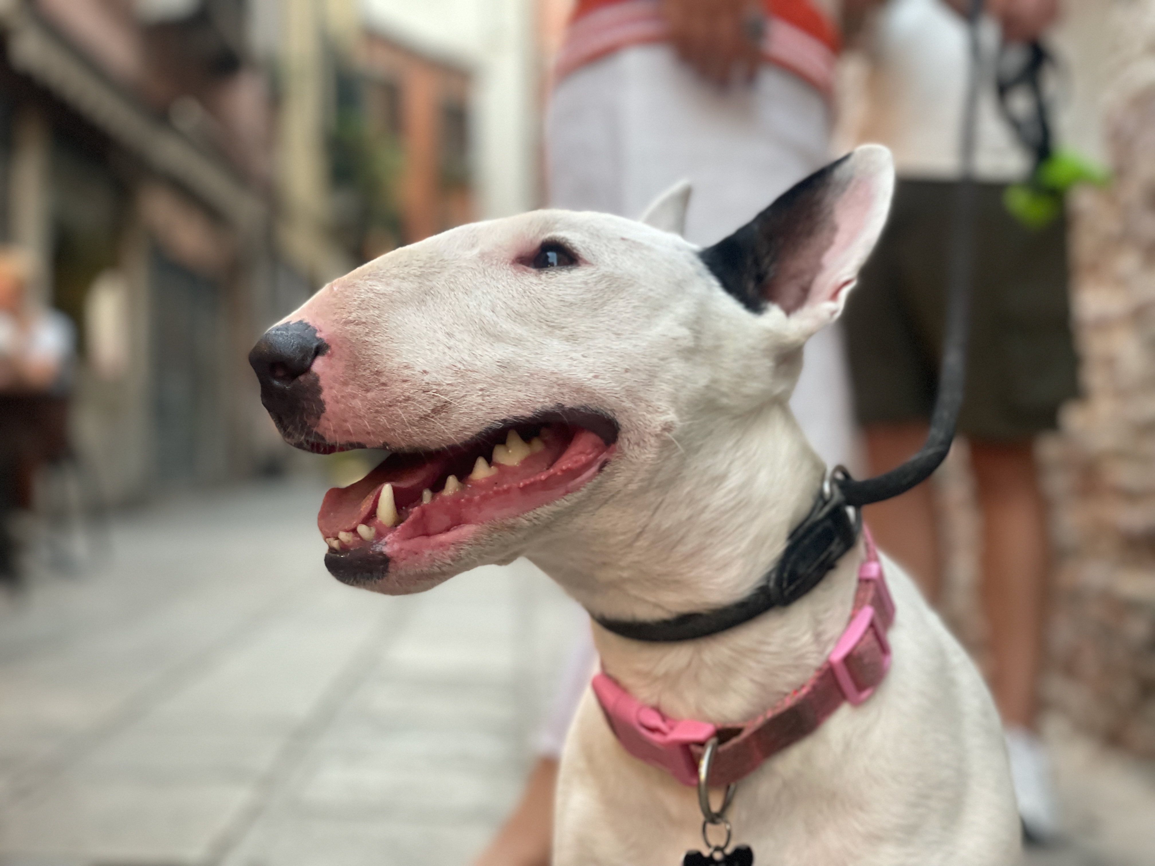 Hund an der Leine in einer Stadt vor Beginn einer Kreuzfahrt