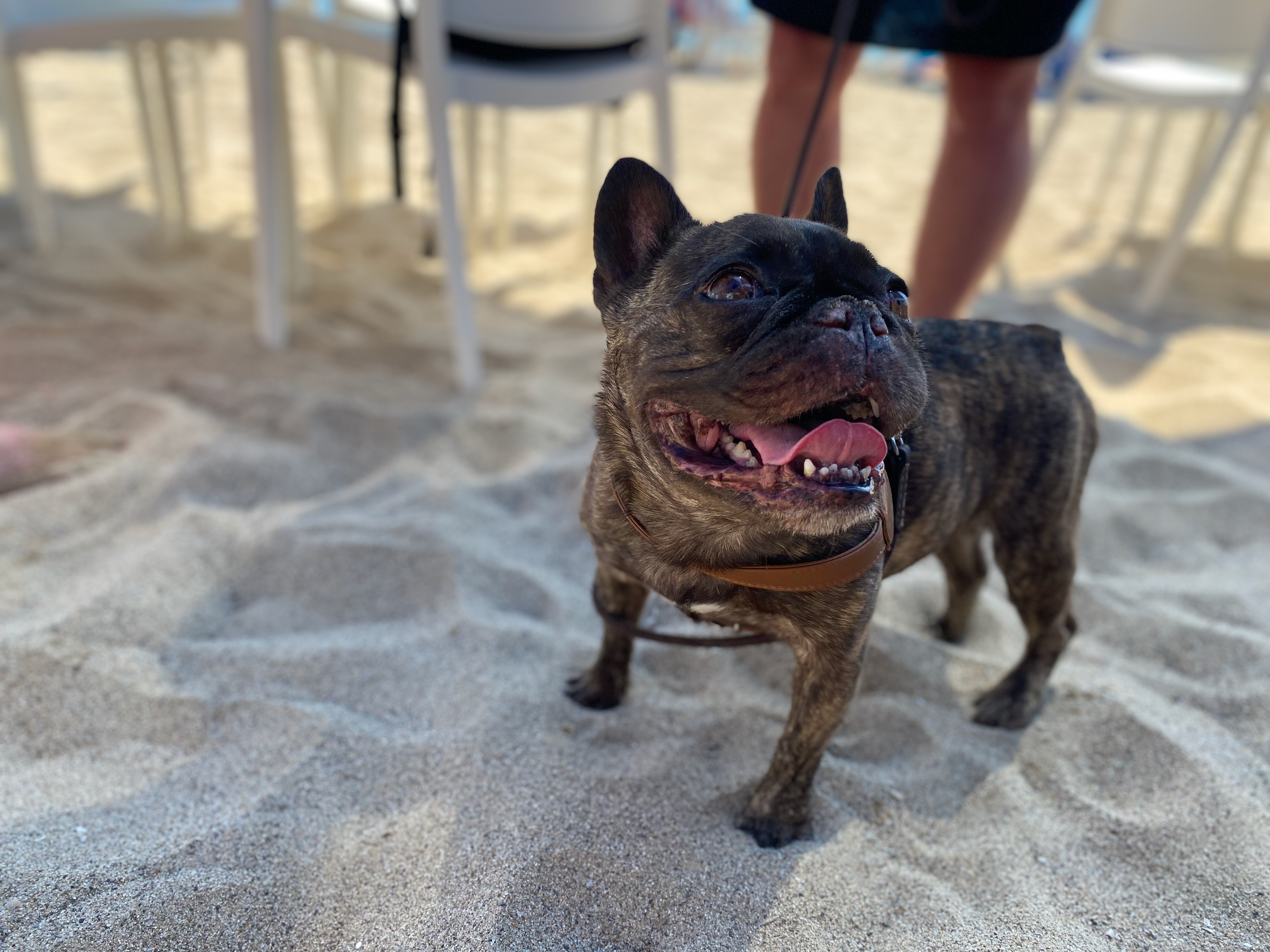 Hund spielt vergnügt am Strand während einer Hochsee Schiffsreise