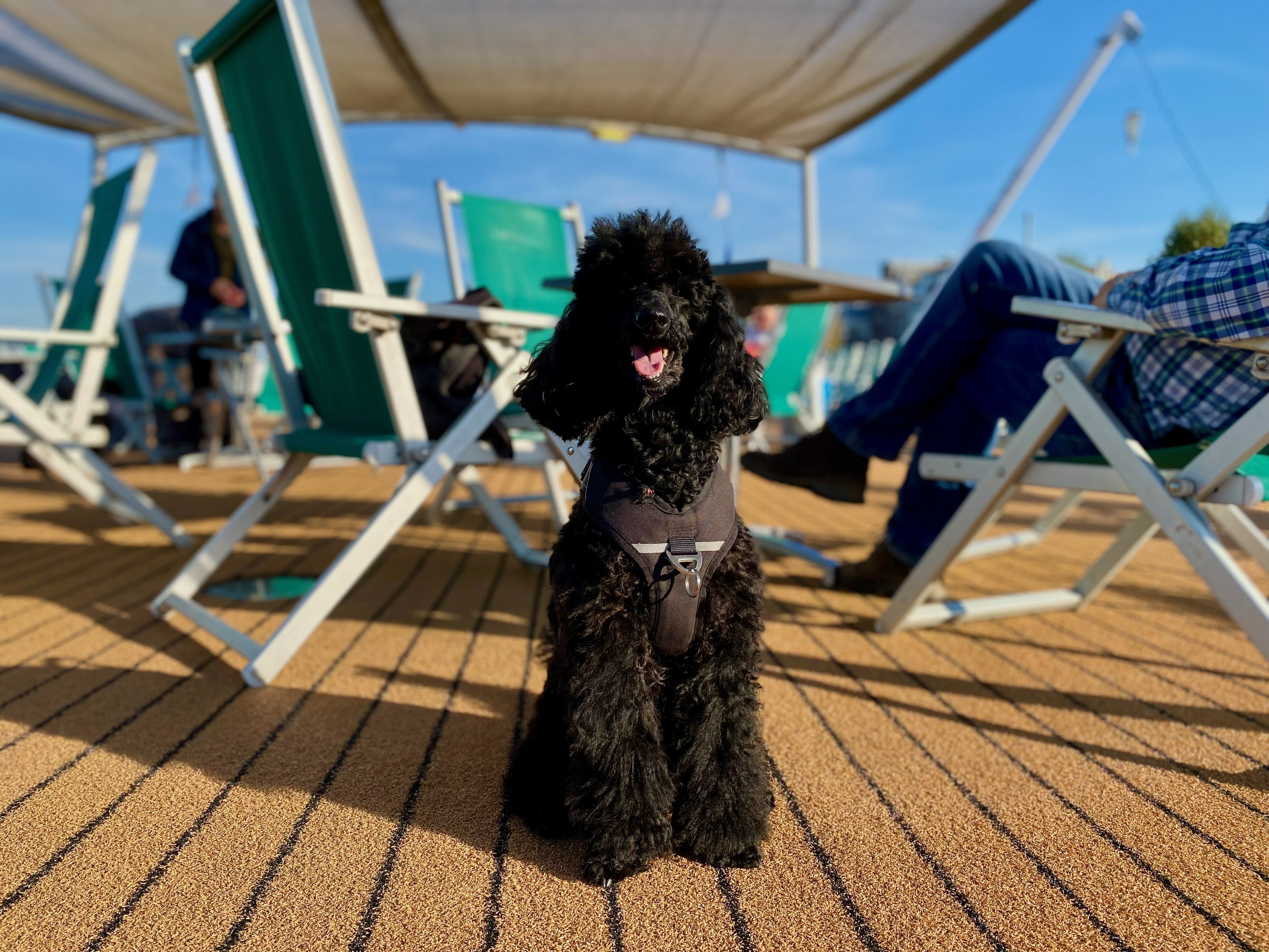 Schwarzer Hund auf dem Deck eines Flusskreuzfahrtschiffes bei sonnigem Wetter. Flusskreuzfahrt mit Hund