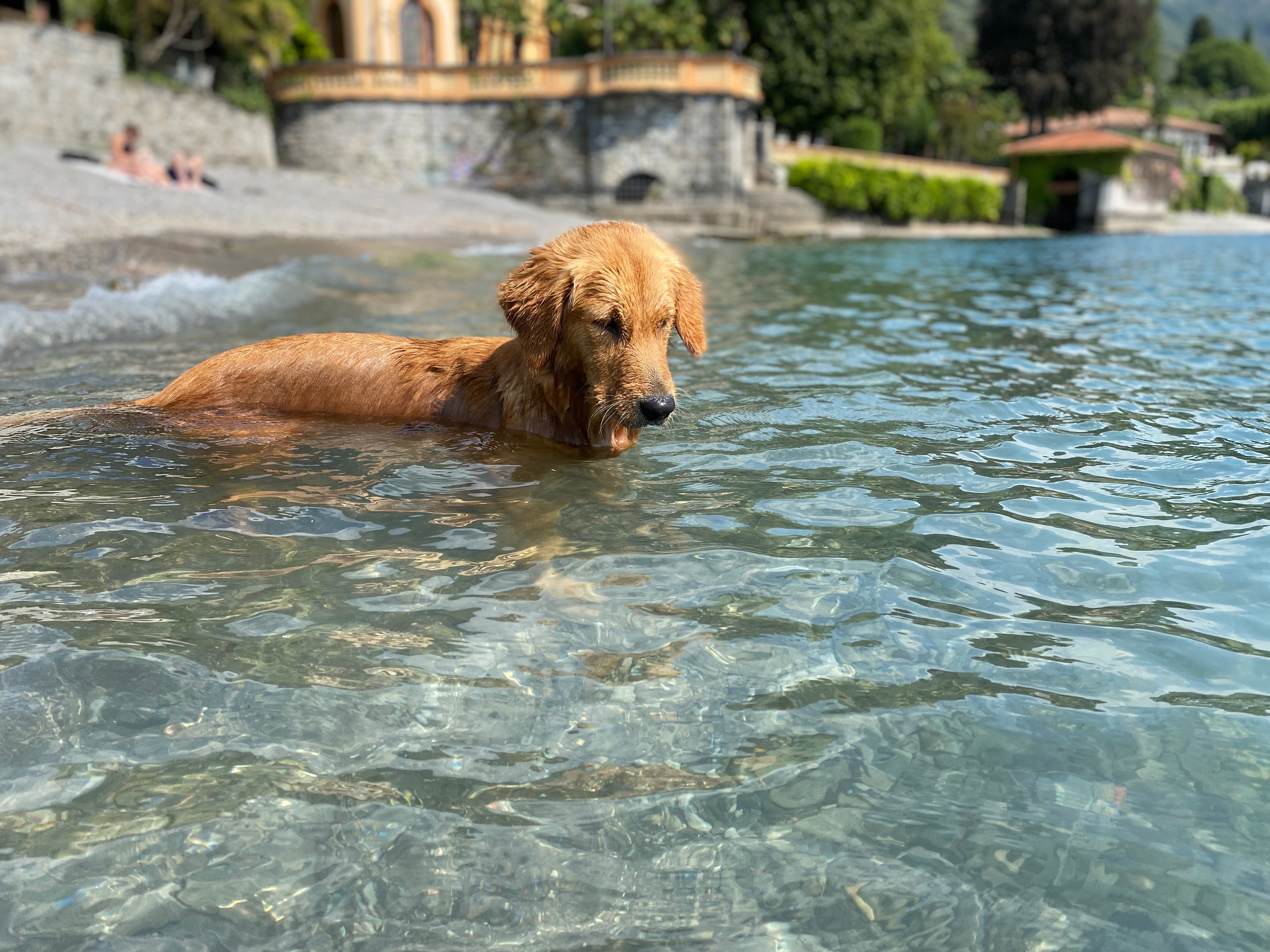 Hund spielt im Wasser am See während einer Flusskreuzfahrt