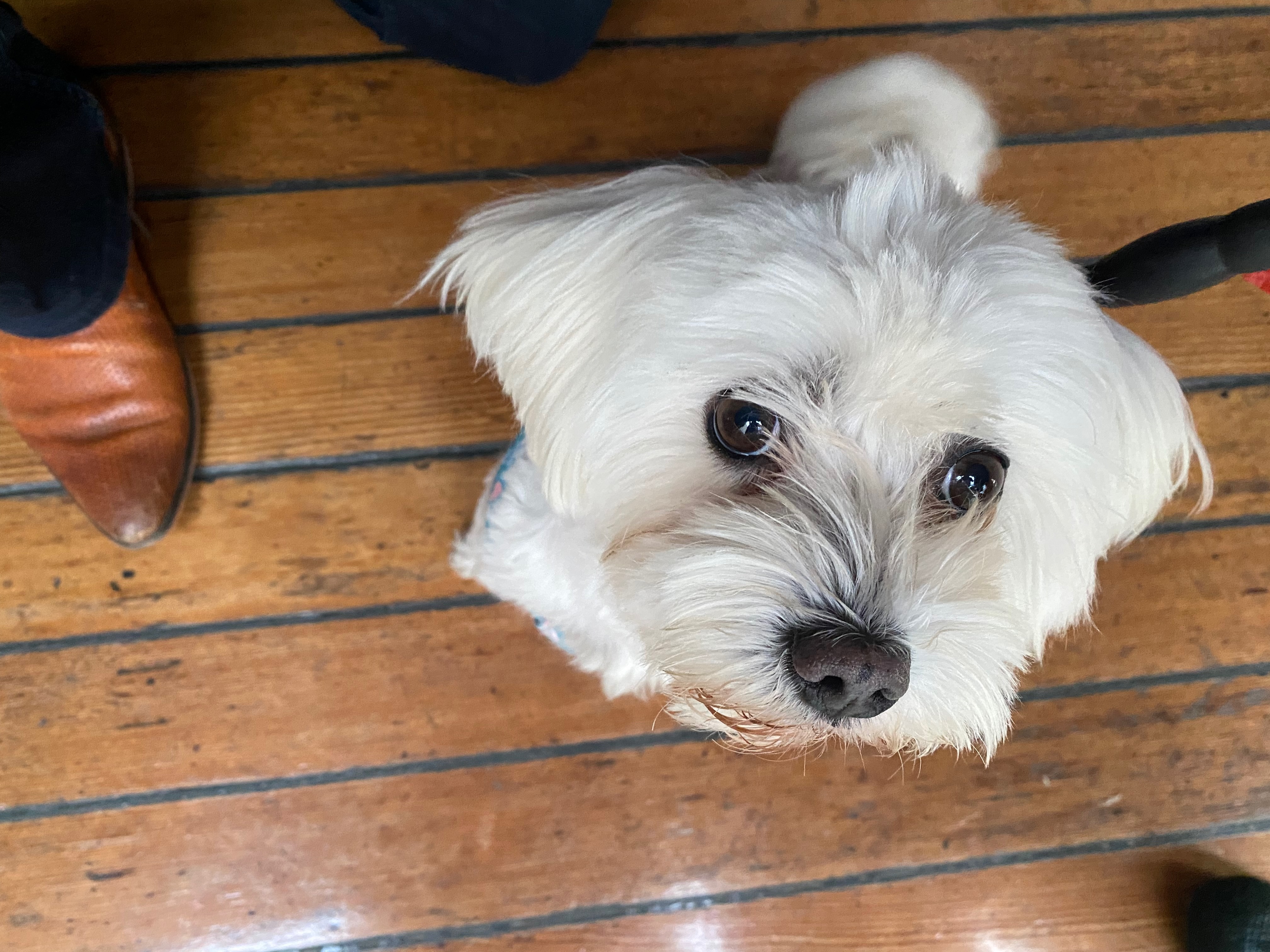 Kleiner Hund schaut nach oben an Bord eines Flussschiffes - Flussreise mit Hund