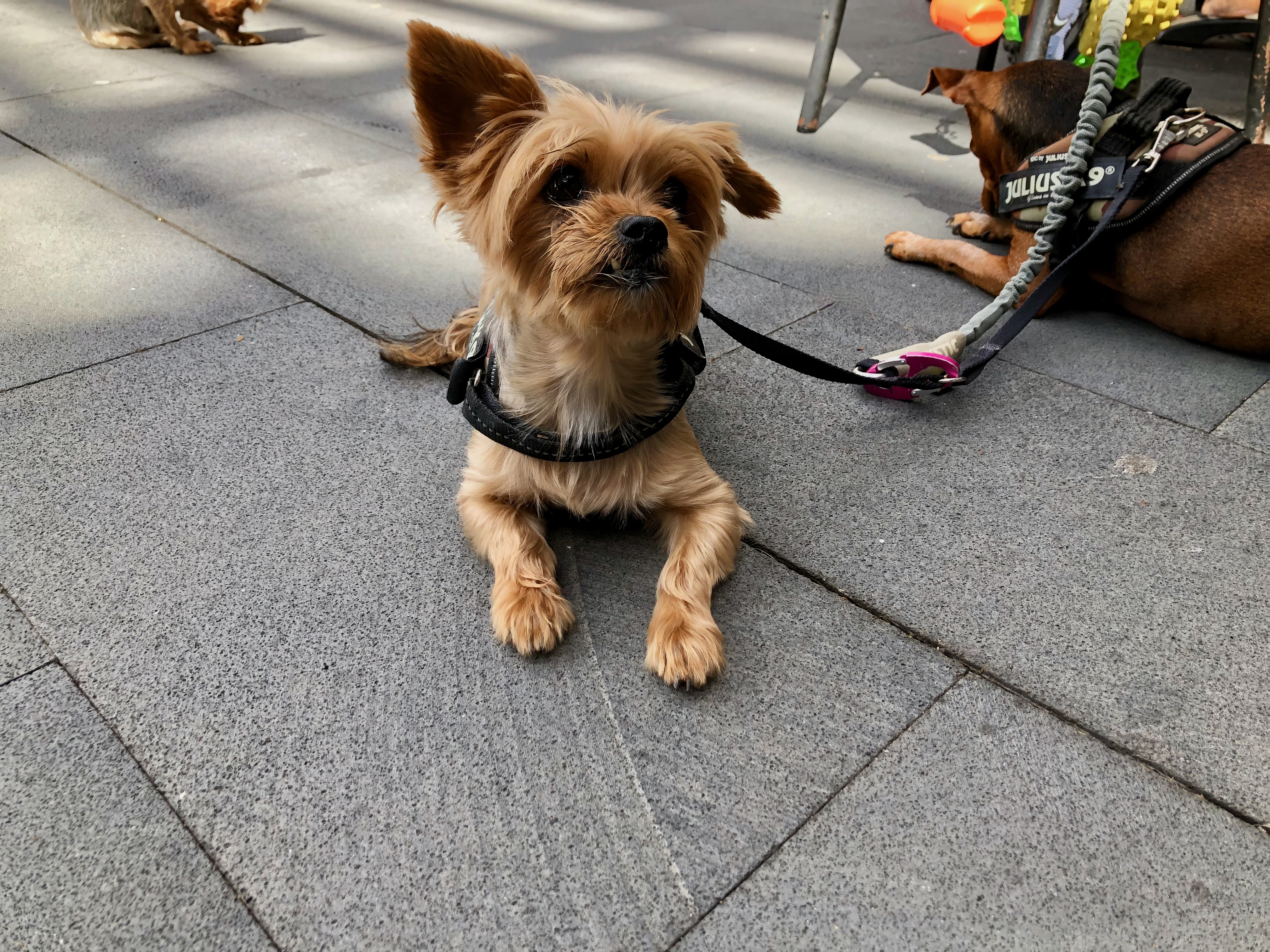 Urlaub mit Hund auf Kreuzfahrt - gemeinsam unterwegs