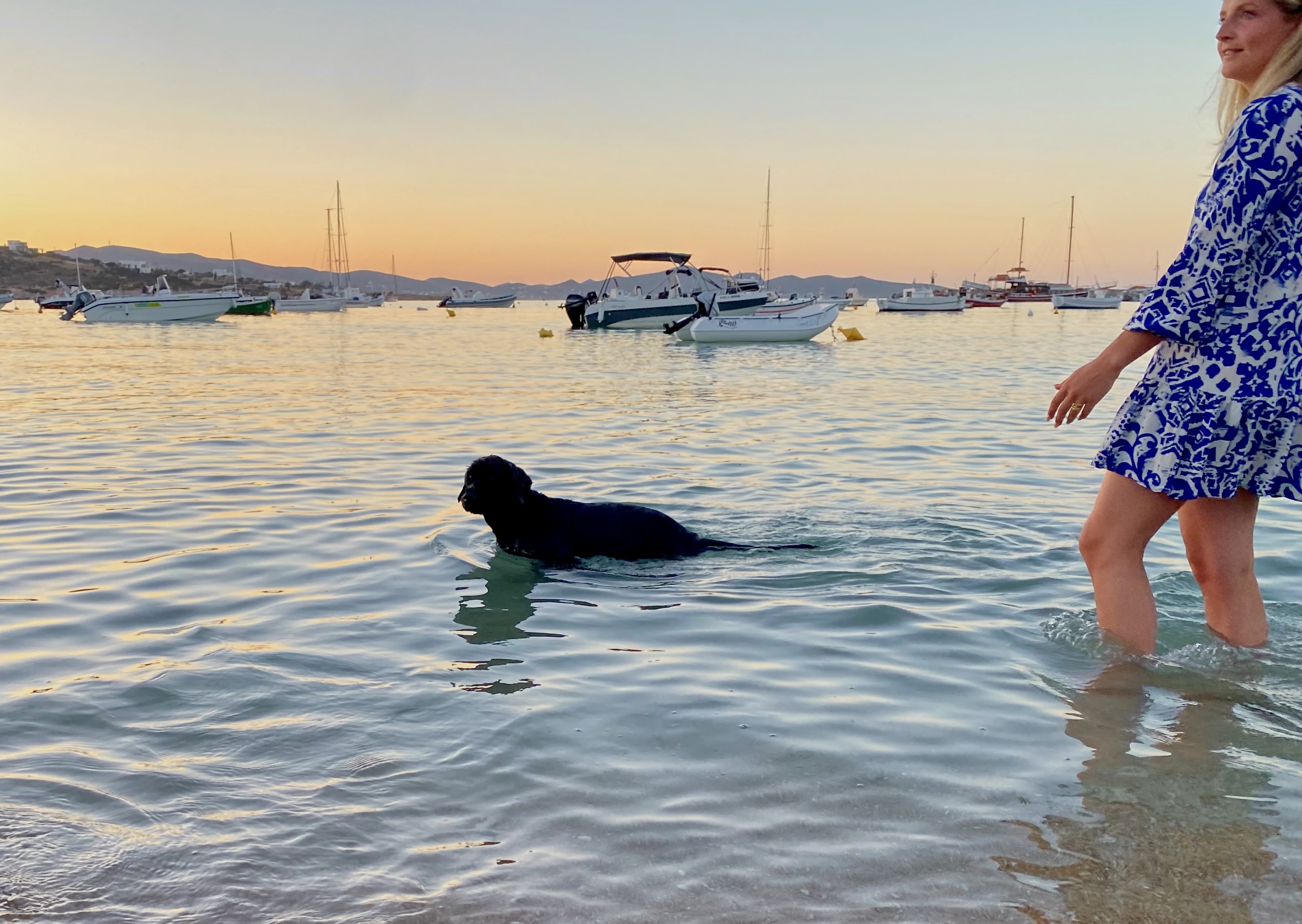 Hund im Meer bei Sonnenuntergang – Urlaub mit Hund auf Kreuzfahrt