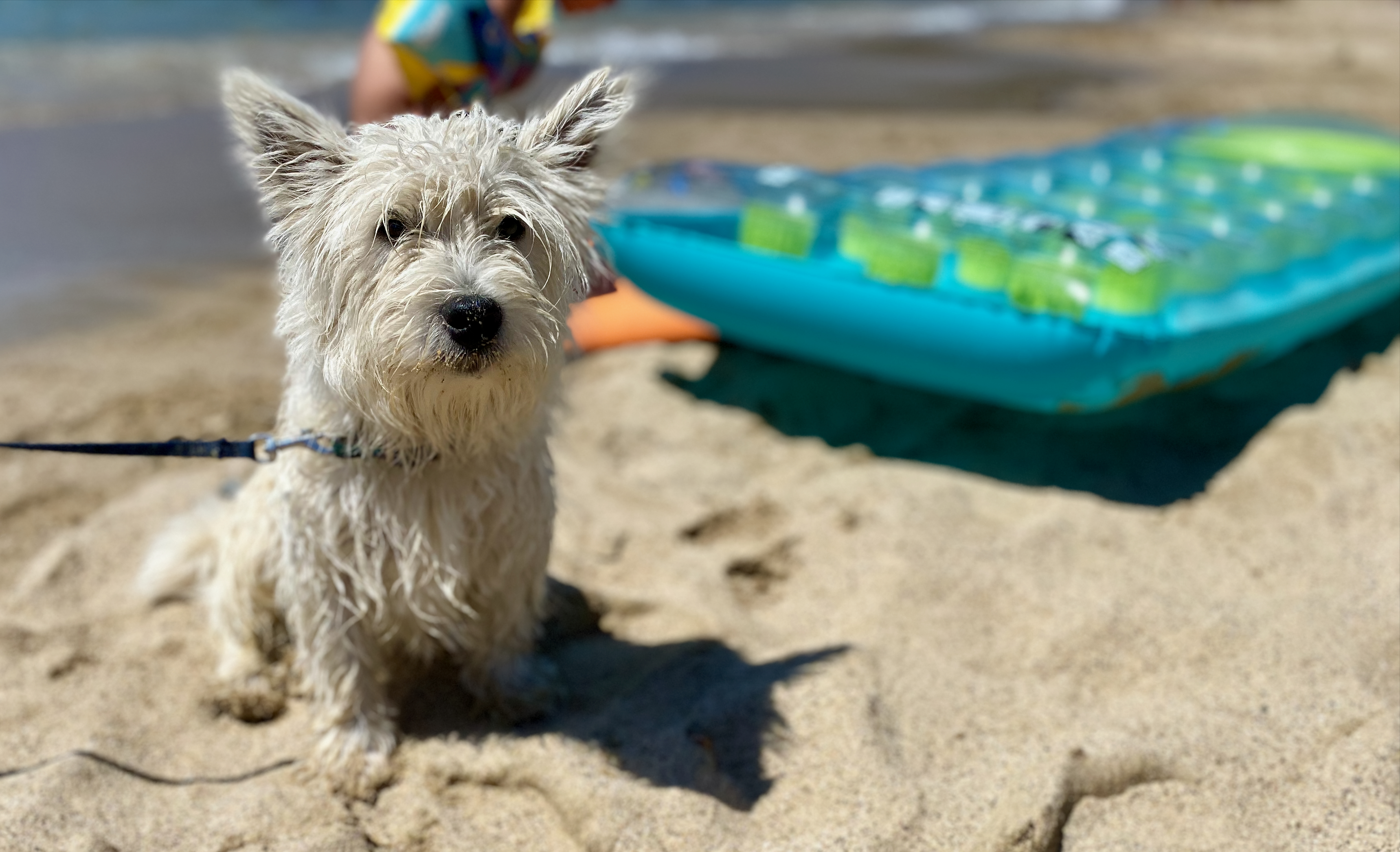 Hund genießt den Strand im Urlaub auf passender Hundekreuzfahrten Route 2027