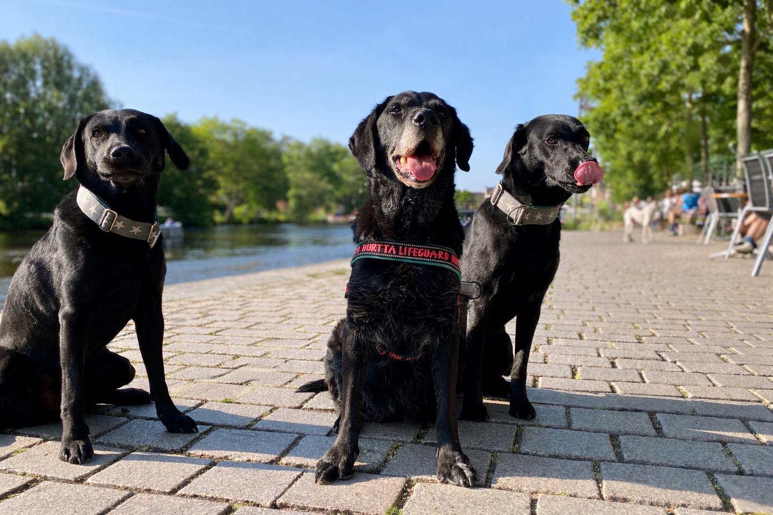 Drei schwarze Labradore sitzen entspannt an einer Uferpromenade am Wasser bei sonnigem Wetter