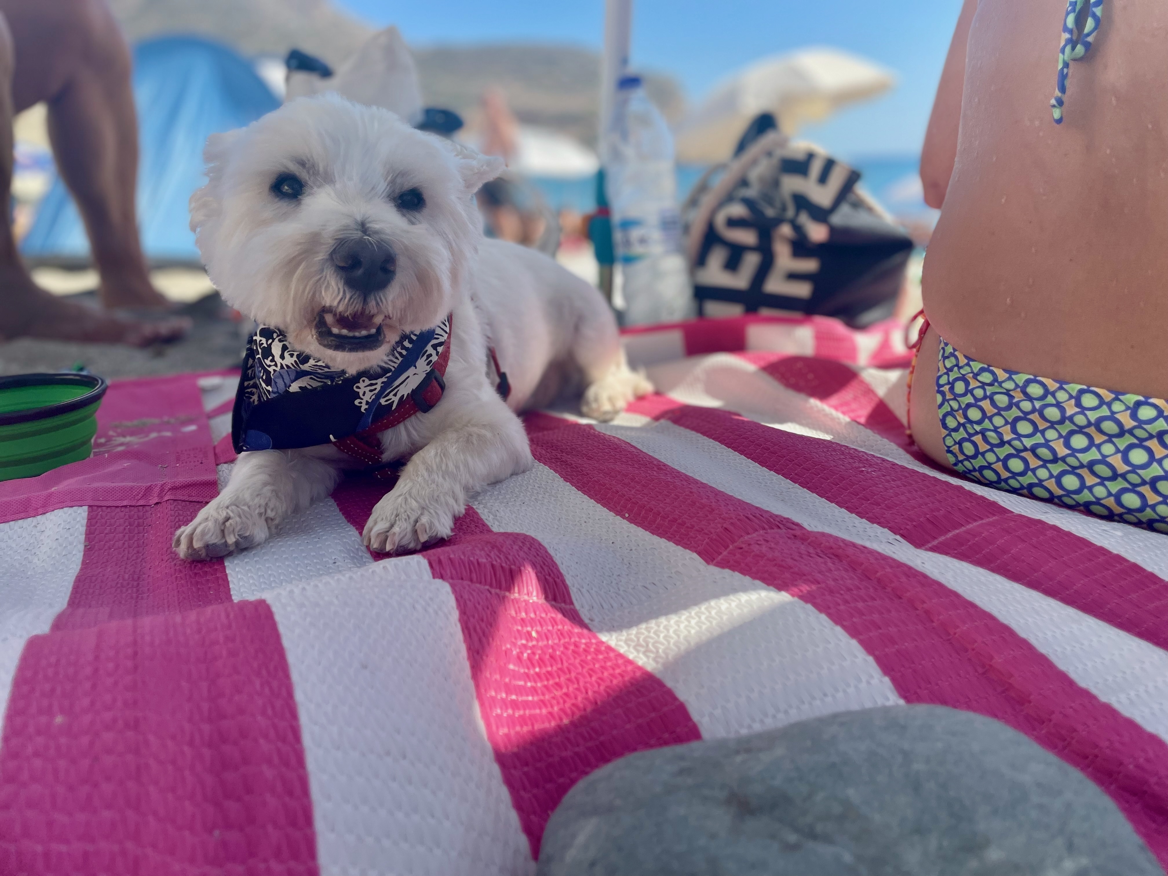 Kleiner weißer Hund liegt entspannt auf einer Decke am Strand während eines Urlaubs mit Hund