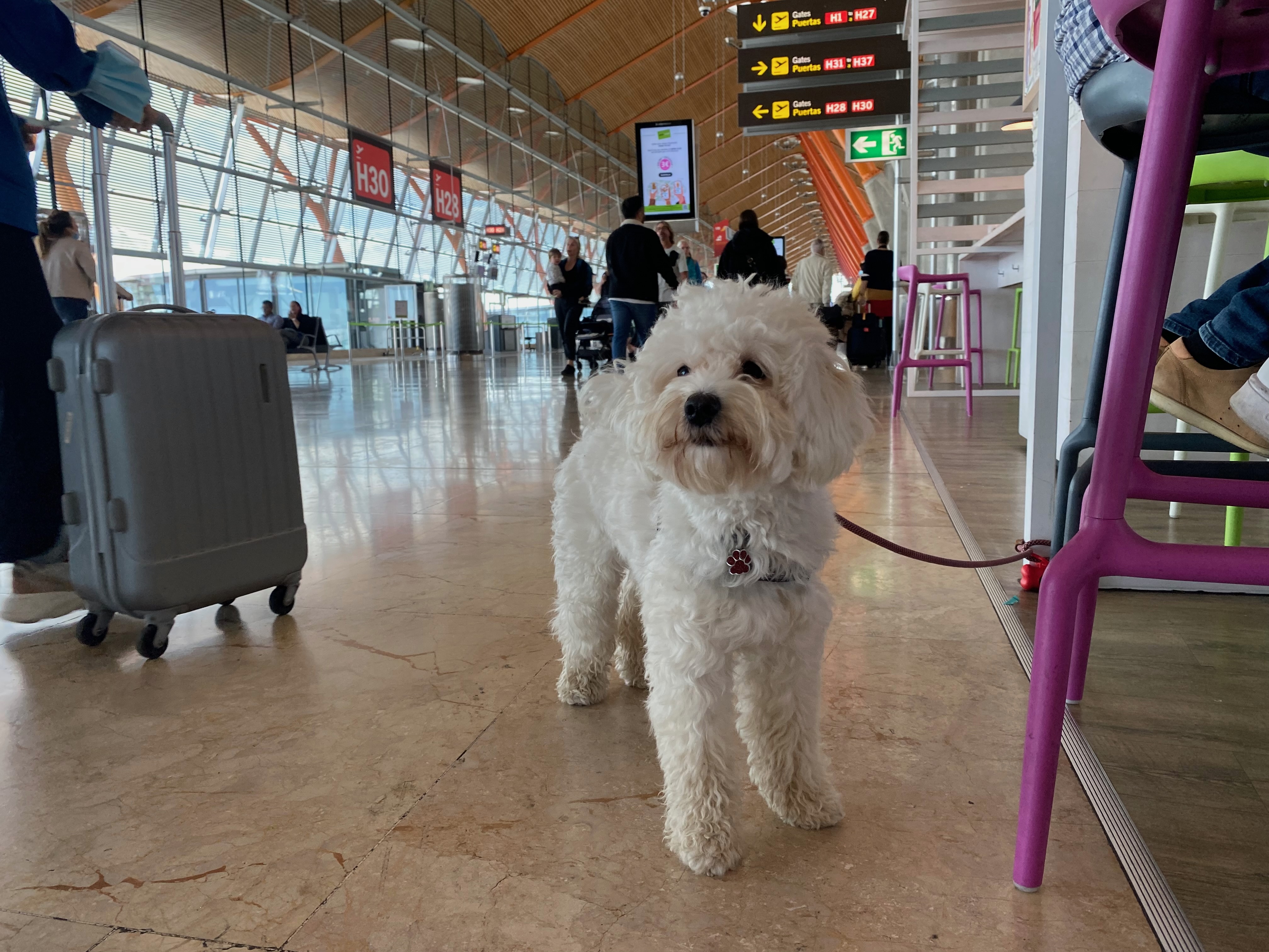Weißer Hund steht an der Leine in einem Flughafen während einer Reise mit Hund