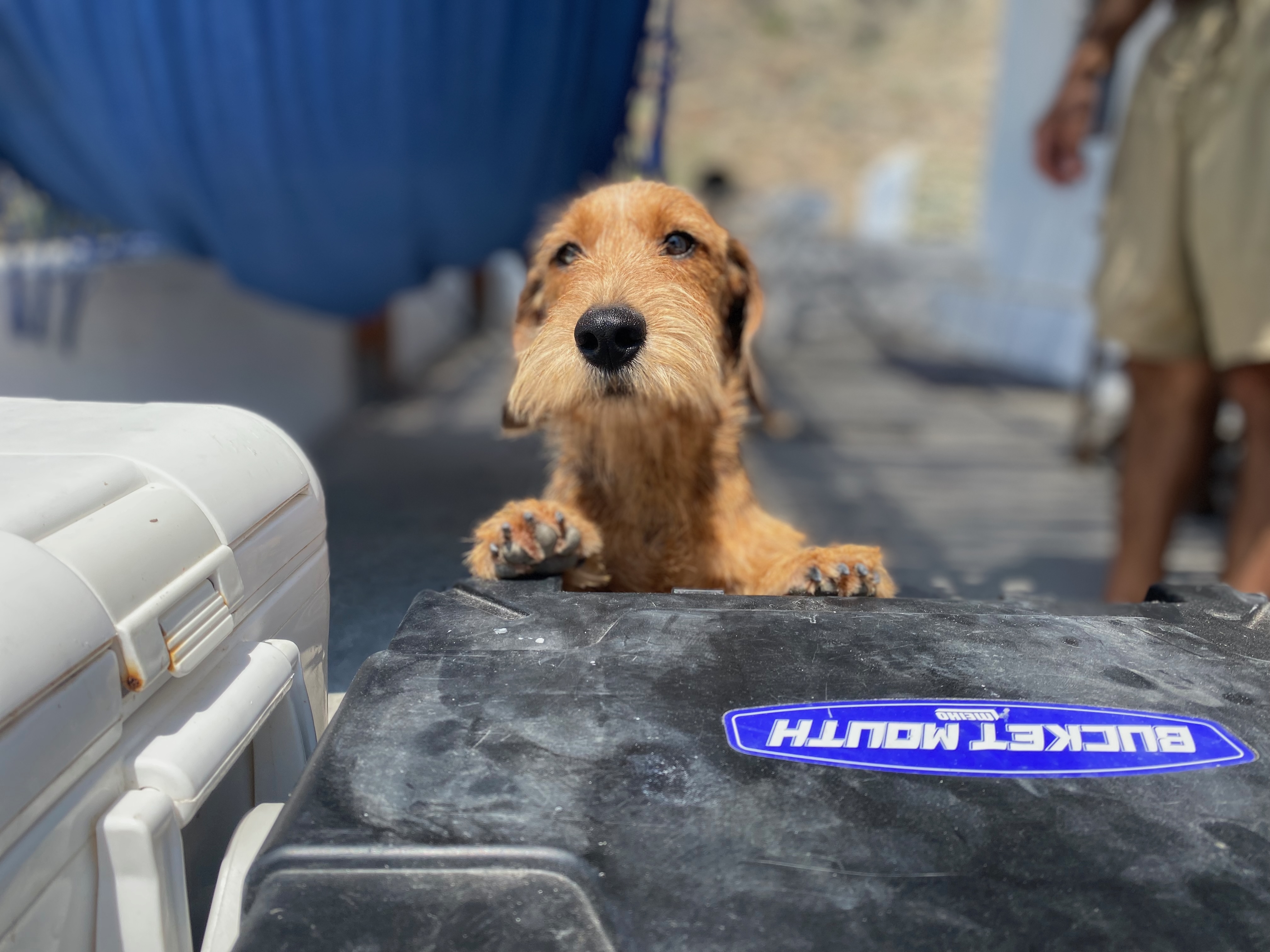 Dackel steht mit den Pfoten auf einer Box und schaut neugierig nach oben während einer Reise mit Hund