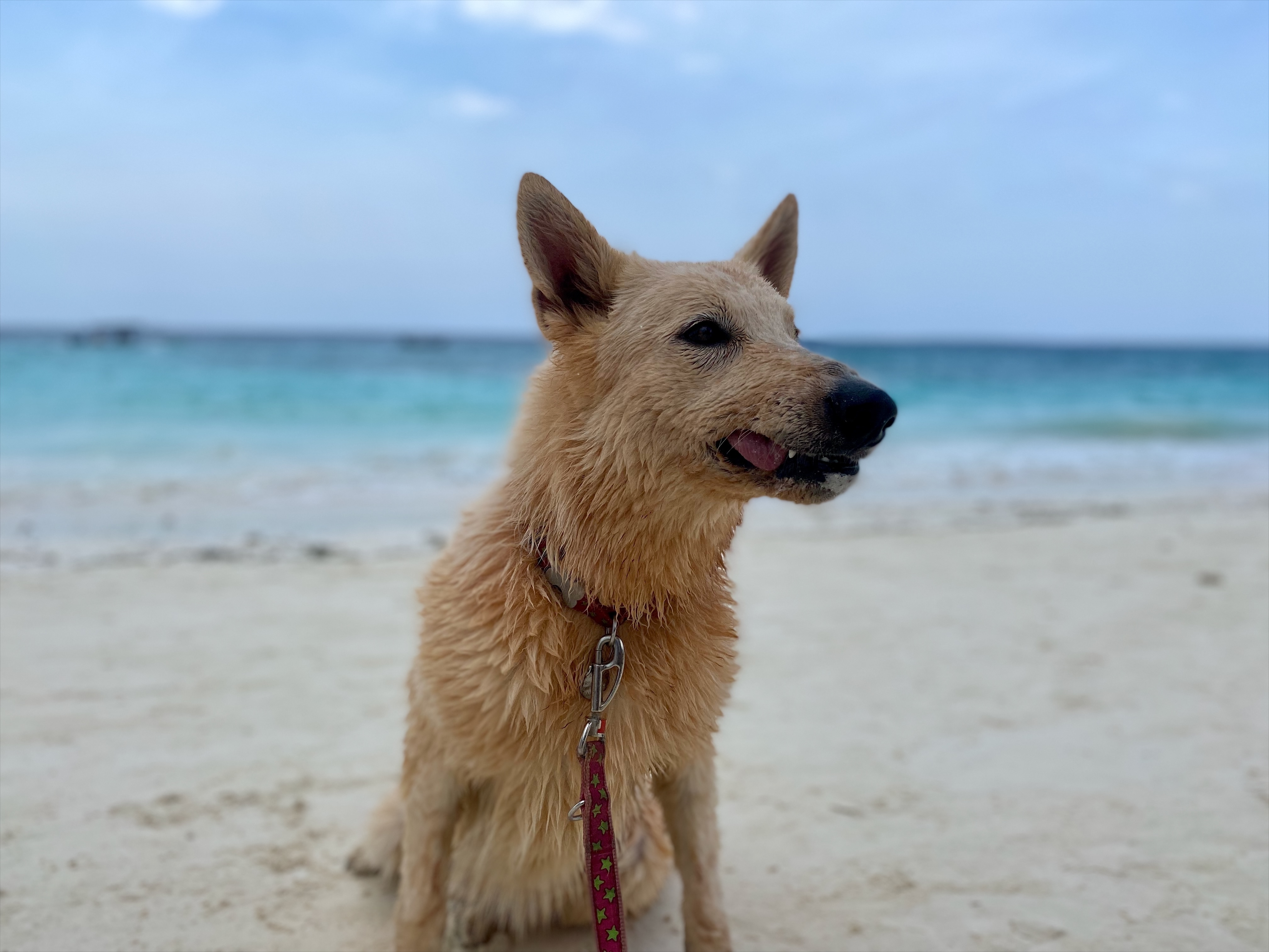 Hund sitzt am Strand vor dem Meer während eines Urlaubs mit Hund